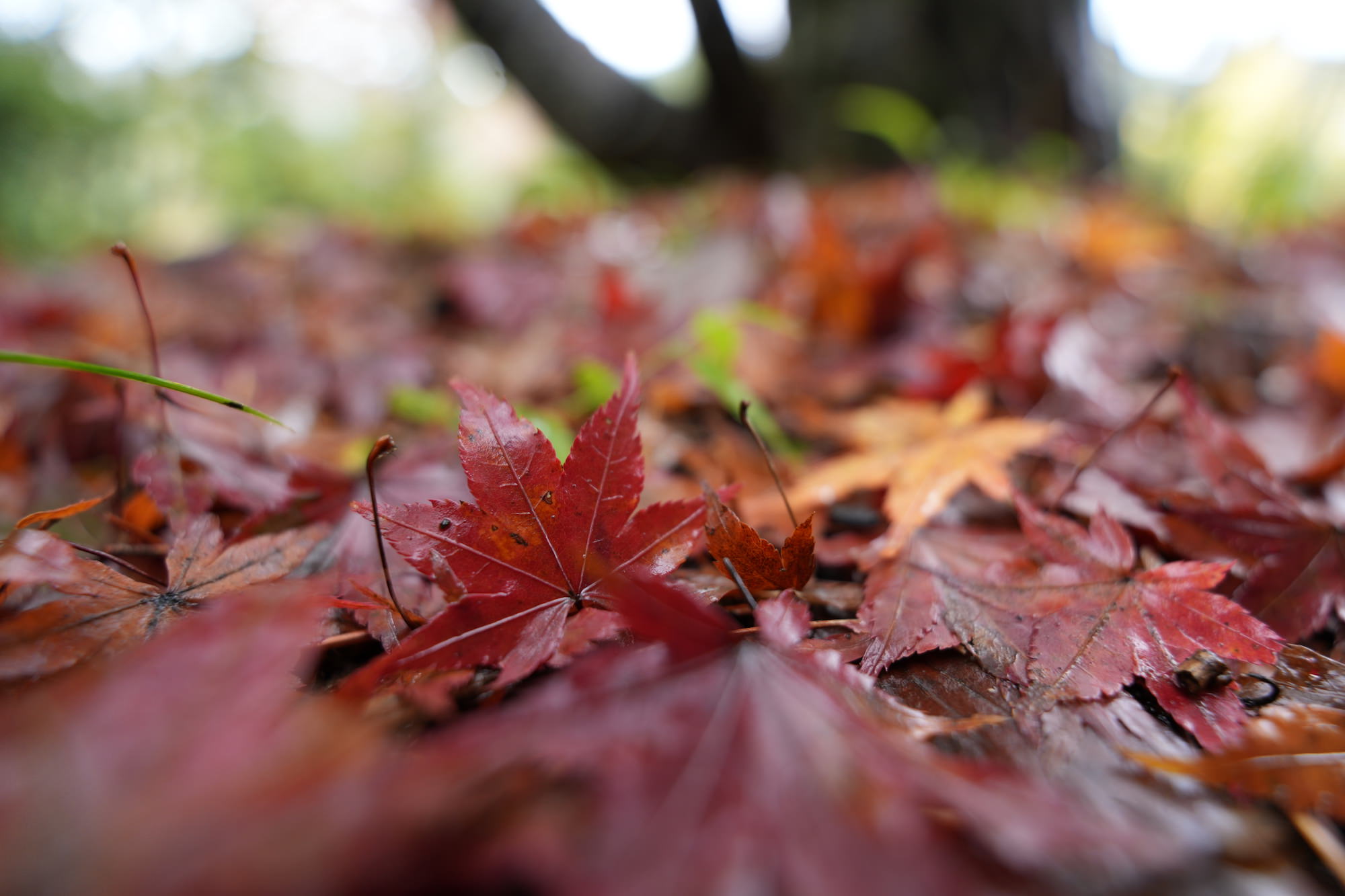Close-up of wet red maple leaves scattered across the forest floor. Close-up of wet red maple leaves scattered across the forest floor.