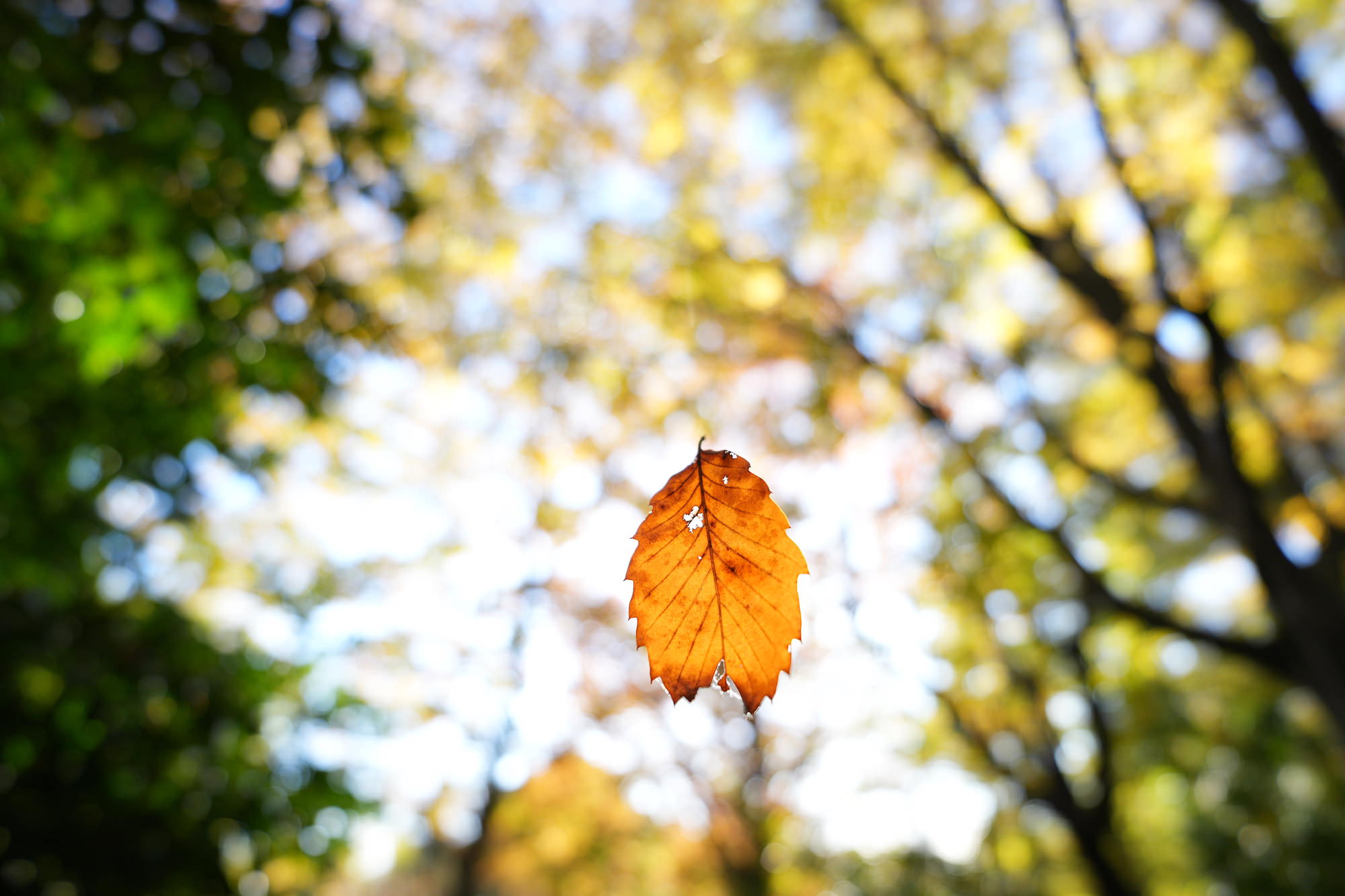 A single orange autumn leaf hangs in sharp focus against a softly blurred backdrop of sunlit trees. A single orange autumn leaf hangs in sharp focus against a softly blurred backdrop of sunlit trees.