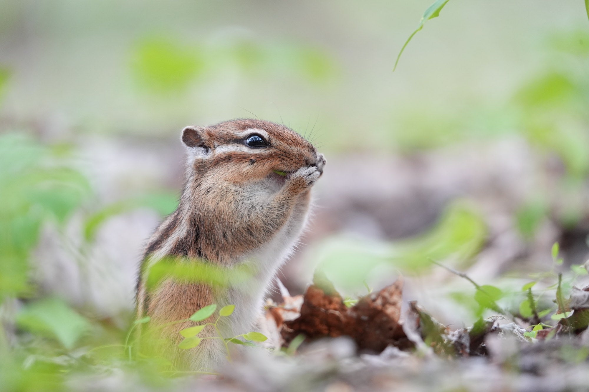 A chipmunk holds a green leaf in its paws amid softly blurred forest-floor plants. A chipmunk holds a green leaf in its paws amid softly blurred forest-floor plants.