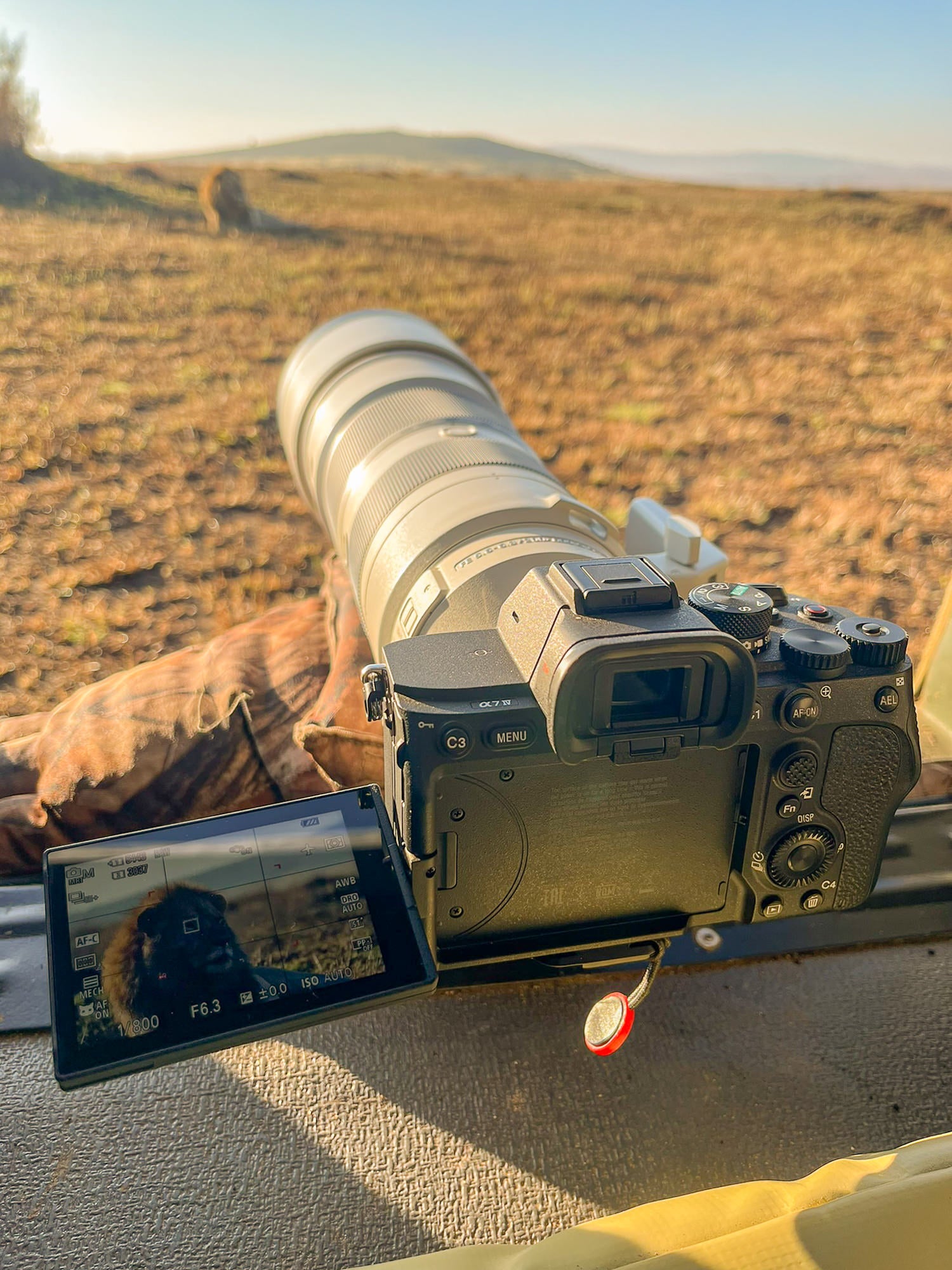 The Sony Alpha 7 IV camera paired with the 200-600mm f/5.6-6.3 G lens photographing lions The Sony Alpha 7 IV camera paired with the 200-600mm f/5.6-6.3 G lens photographing lions