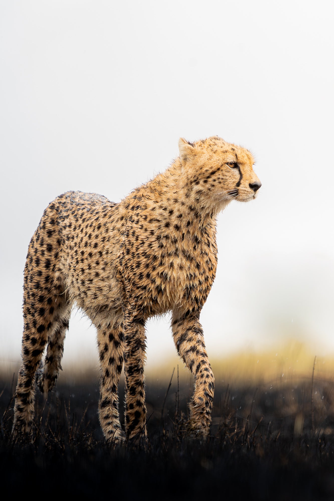 A cheetah standing in a field looking to the side A cheetah standing in a field looking to the side