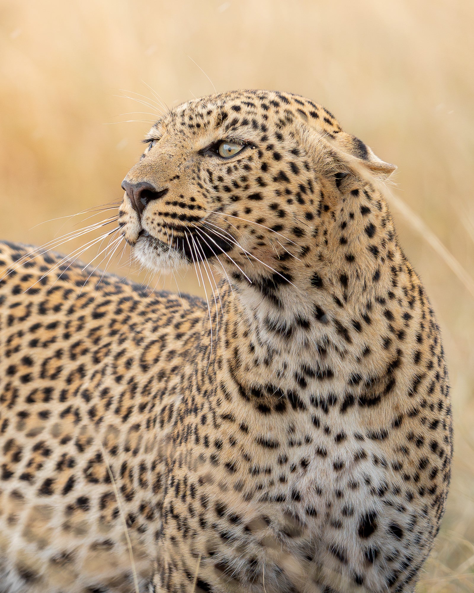 A close-up of a cheetah looking to the side A close-up of a cheetah looking to the side