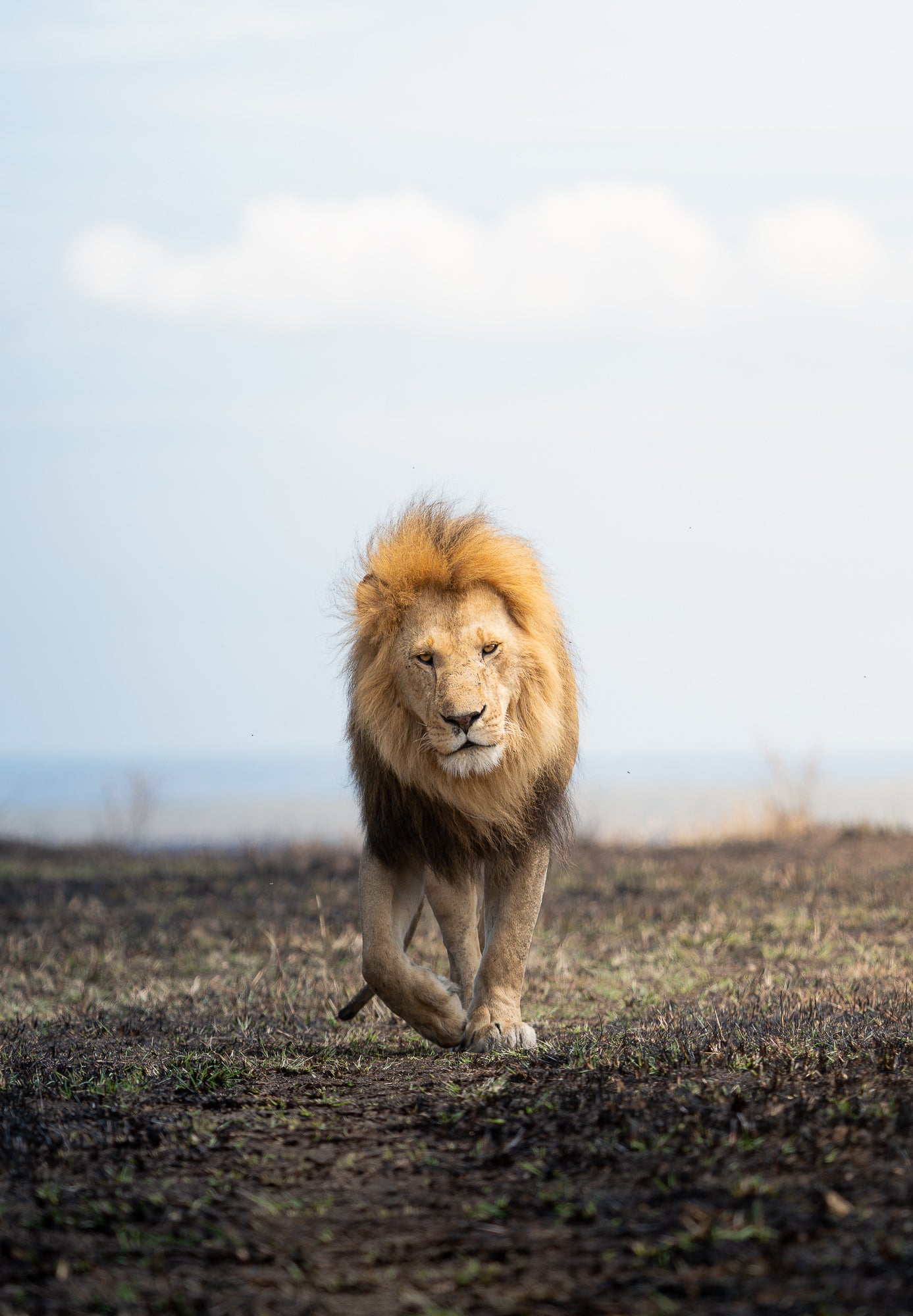A male lion walking facing forward walking A male lion walking facing forward walking