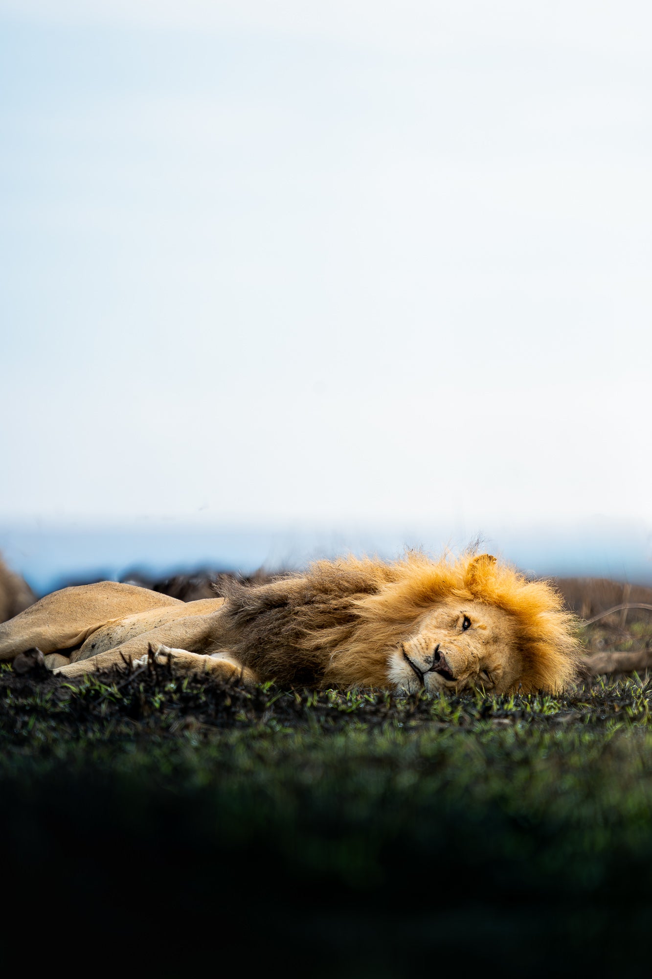 A male lion laying down on the ground on his side A male lion laying down on the ground on his side