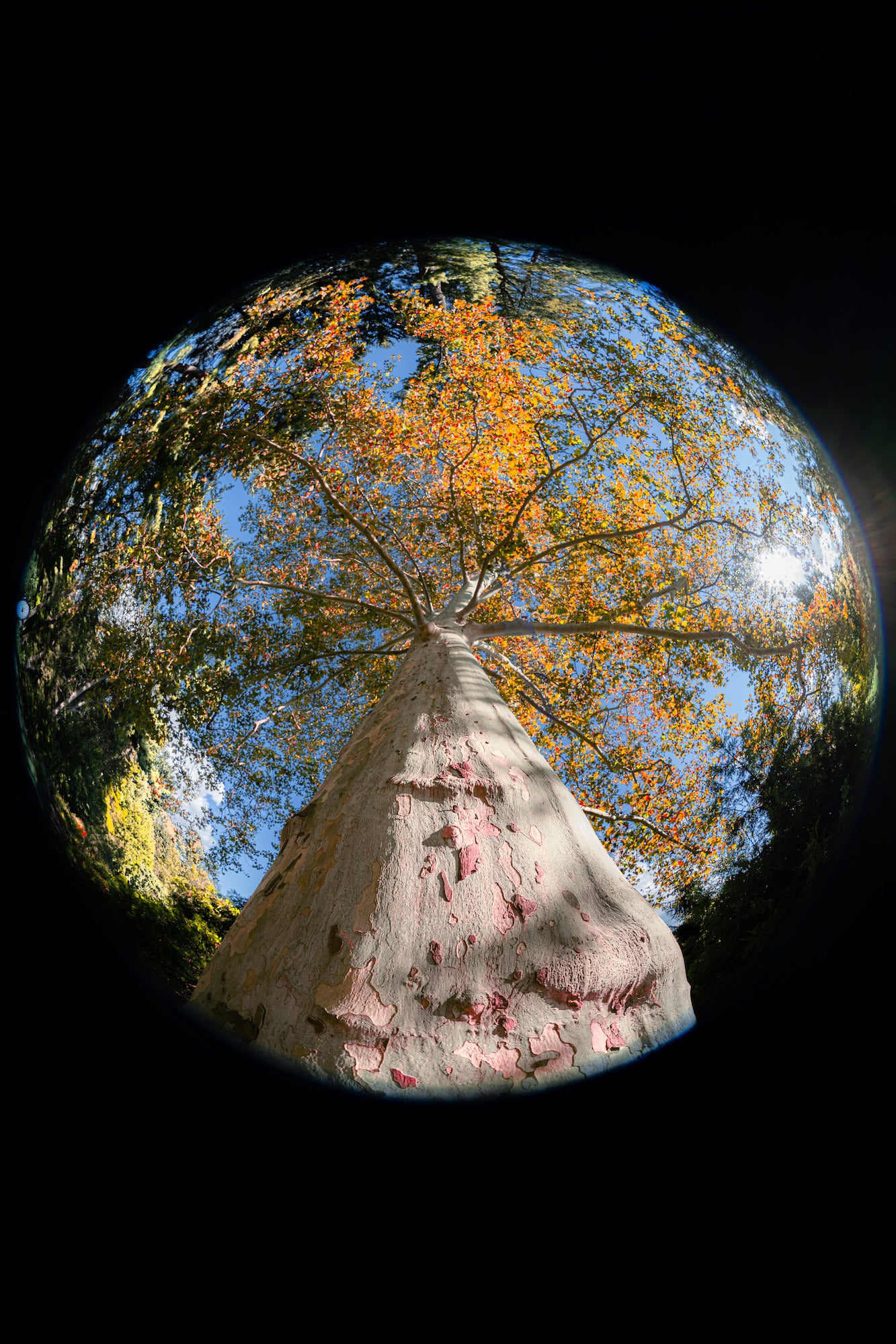 Circular fisheye view looking up the trunk and autumn-colored canopy of a tree, photographed by Drew Geraci.