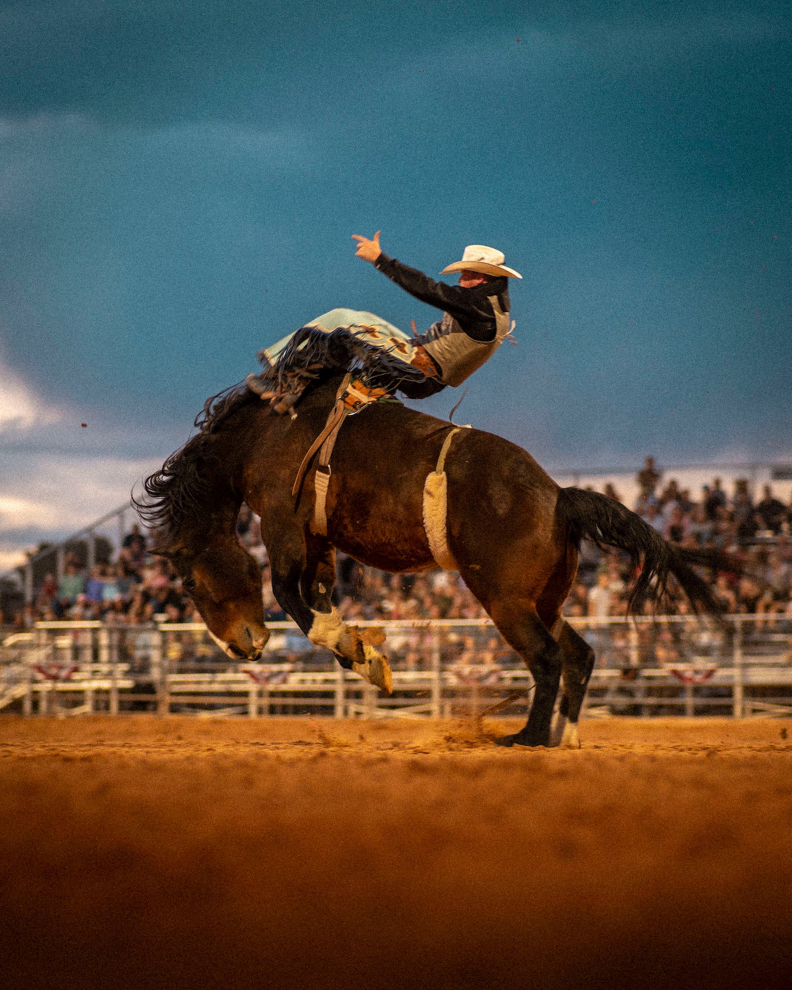 Cowboy being bucked by a horse in a rodeo ring