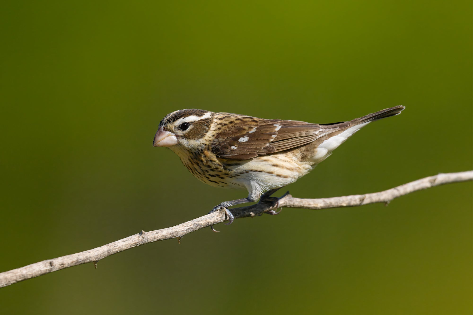 Small brown bird standing on a stick.