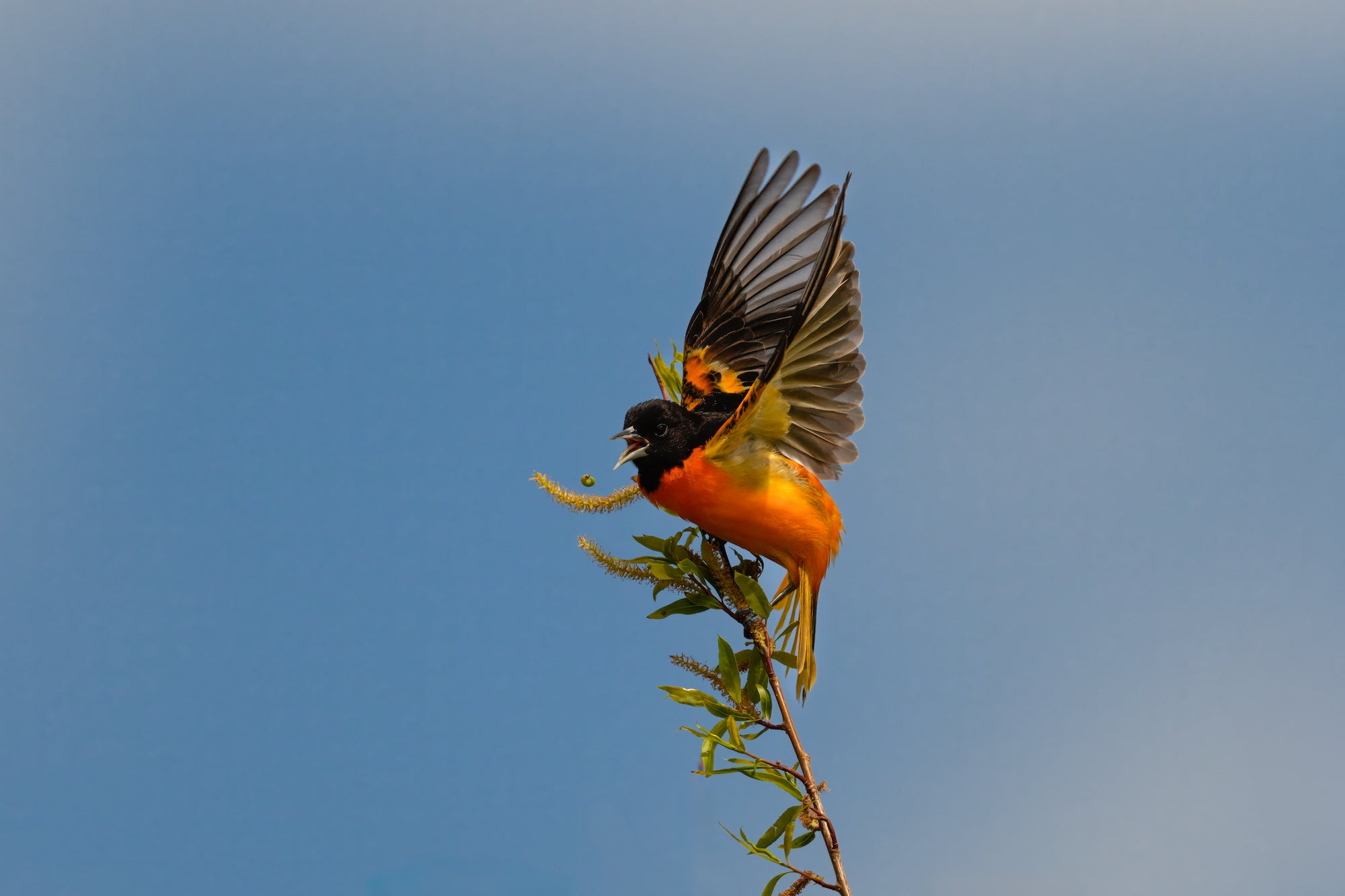 Bird with wings out standing on a stick.
