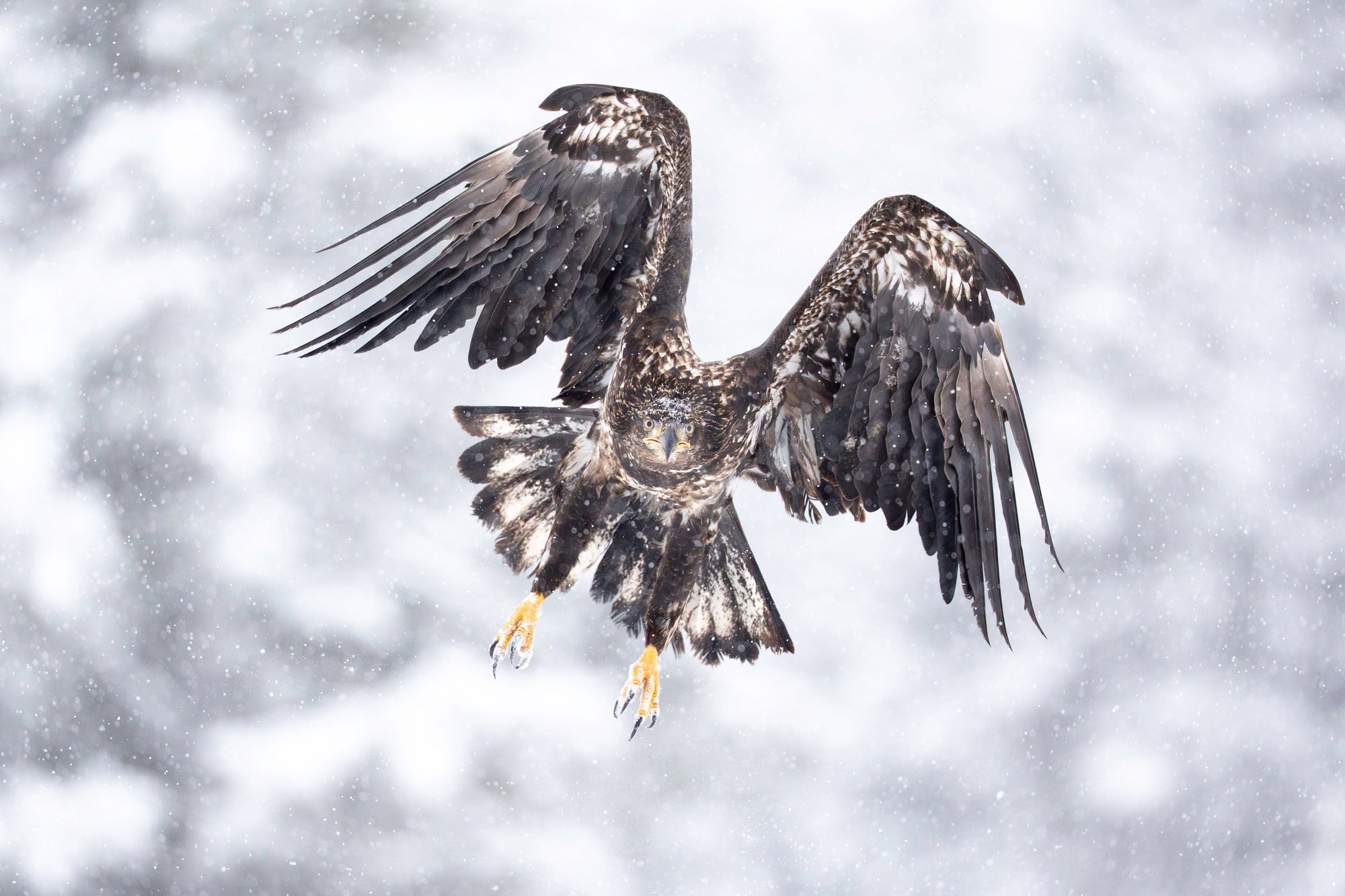 Bald eagle with wings flared, flying during a blizzard in the Alaskan wilderness.