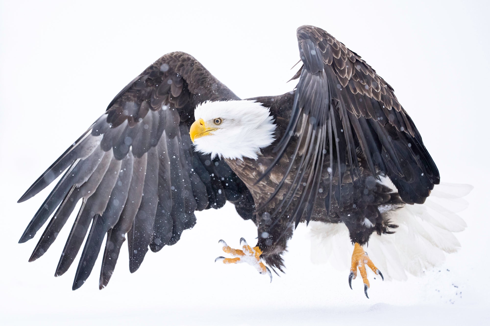 Bald eagle with wings flared, walking during a blizzard in the Alaskan wilderness.