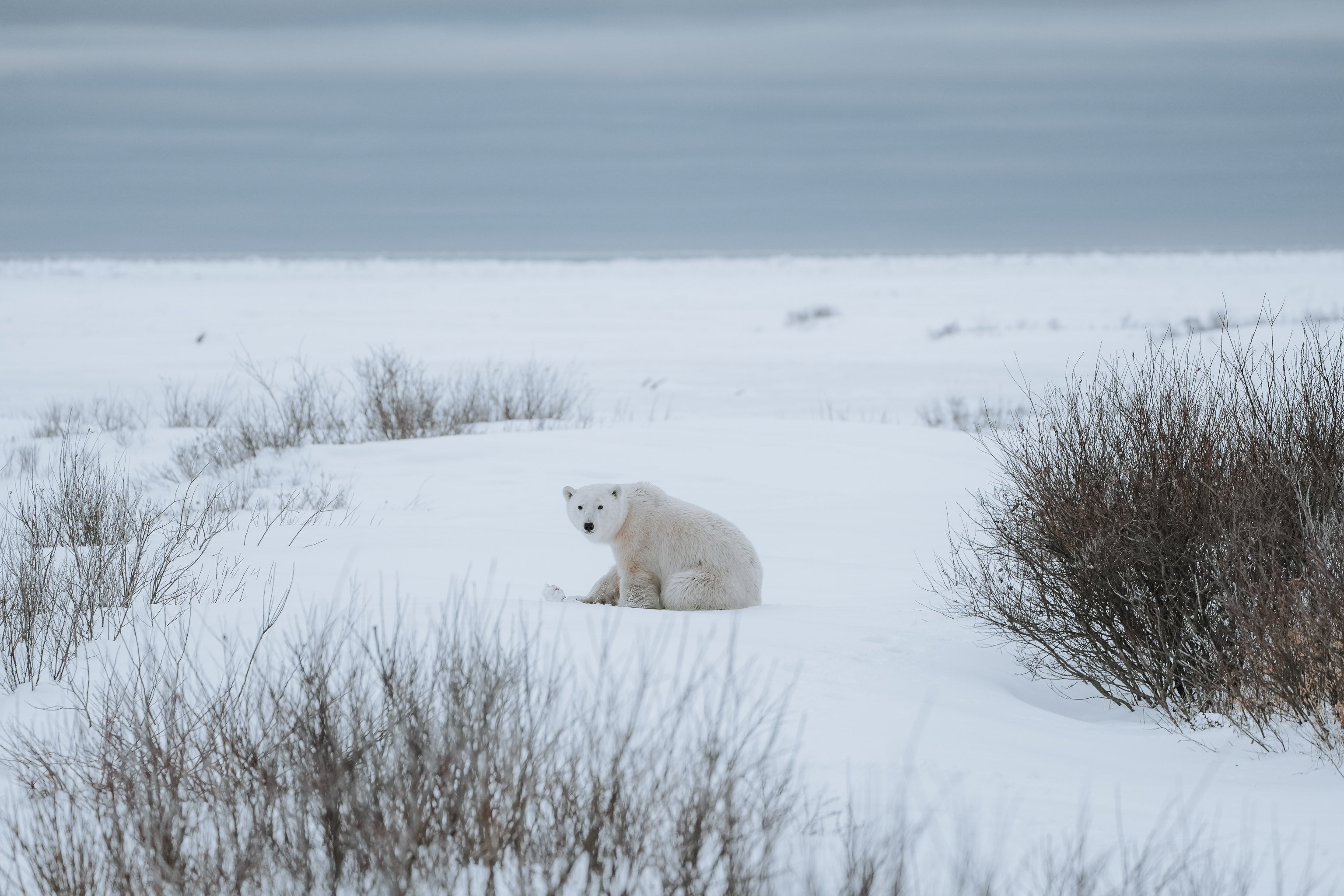 Polar bear sitting in snowy landscape Polar bear sitting in snowy landscape