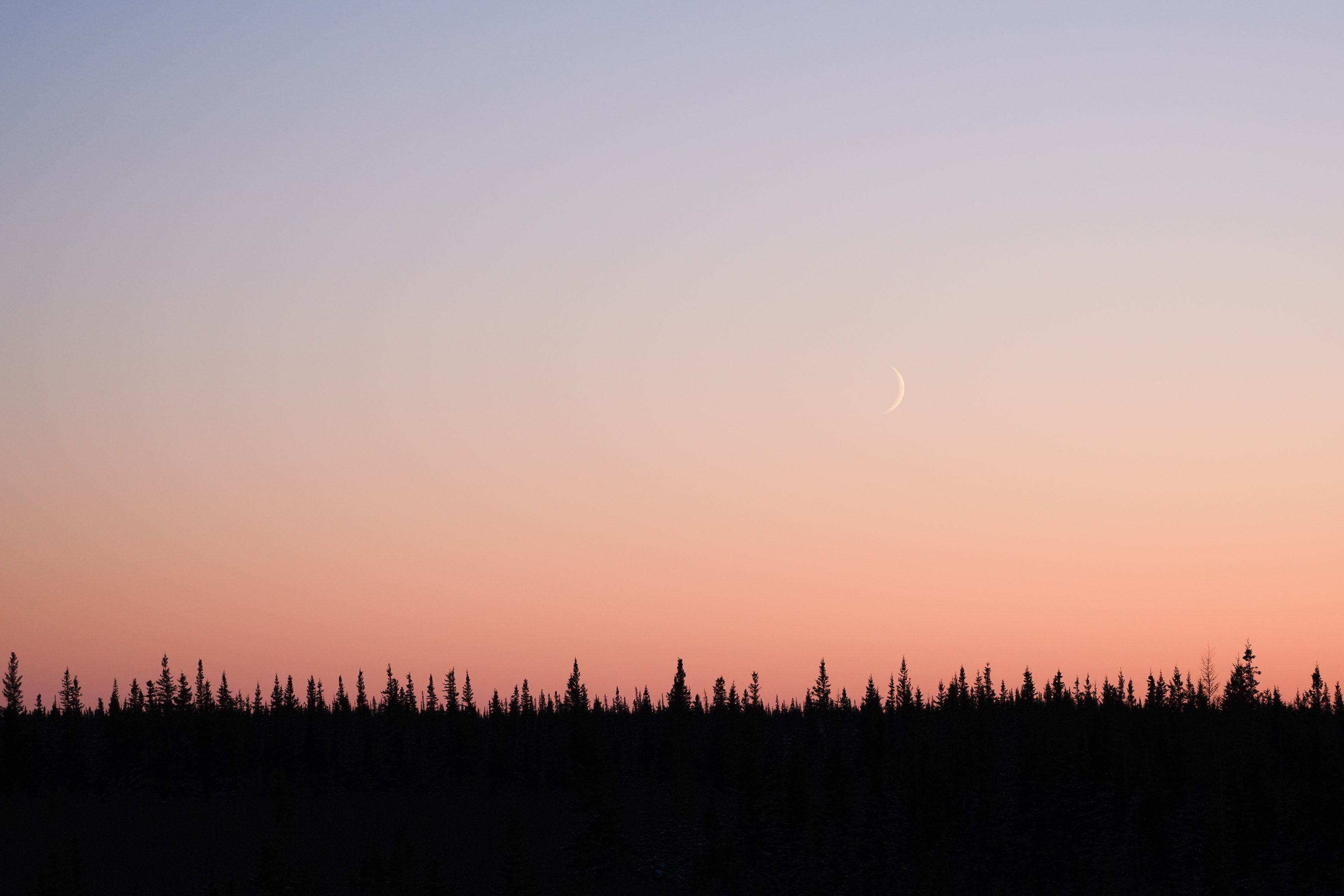 Tree silhouette landscape with pink sky Tree silhouette landscape with pink sky