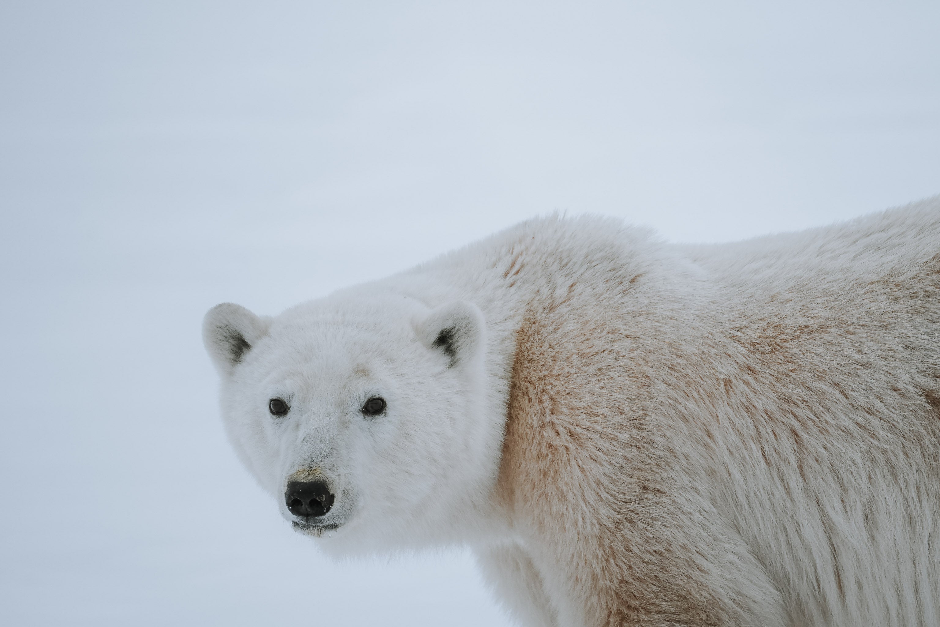 Polar bear walking and looking straight at camera