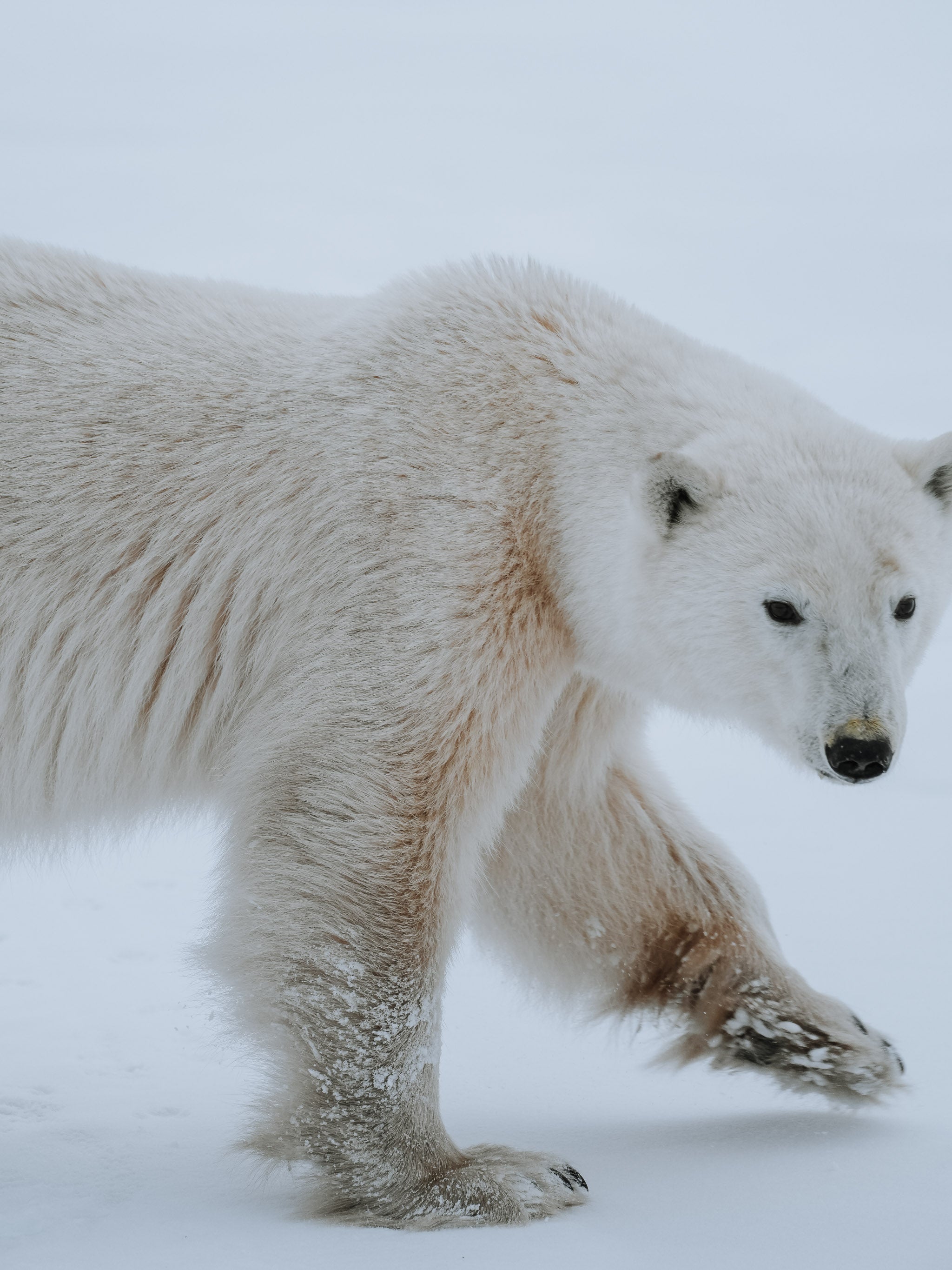 Polar bear walking and looking straight at camera Polar bear walking and looking straight at camera