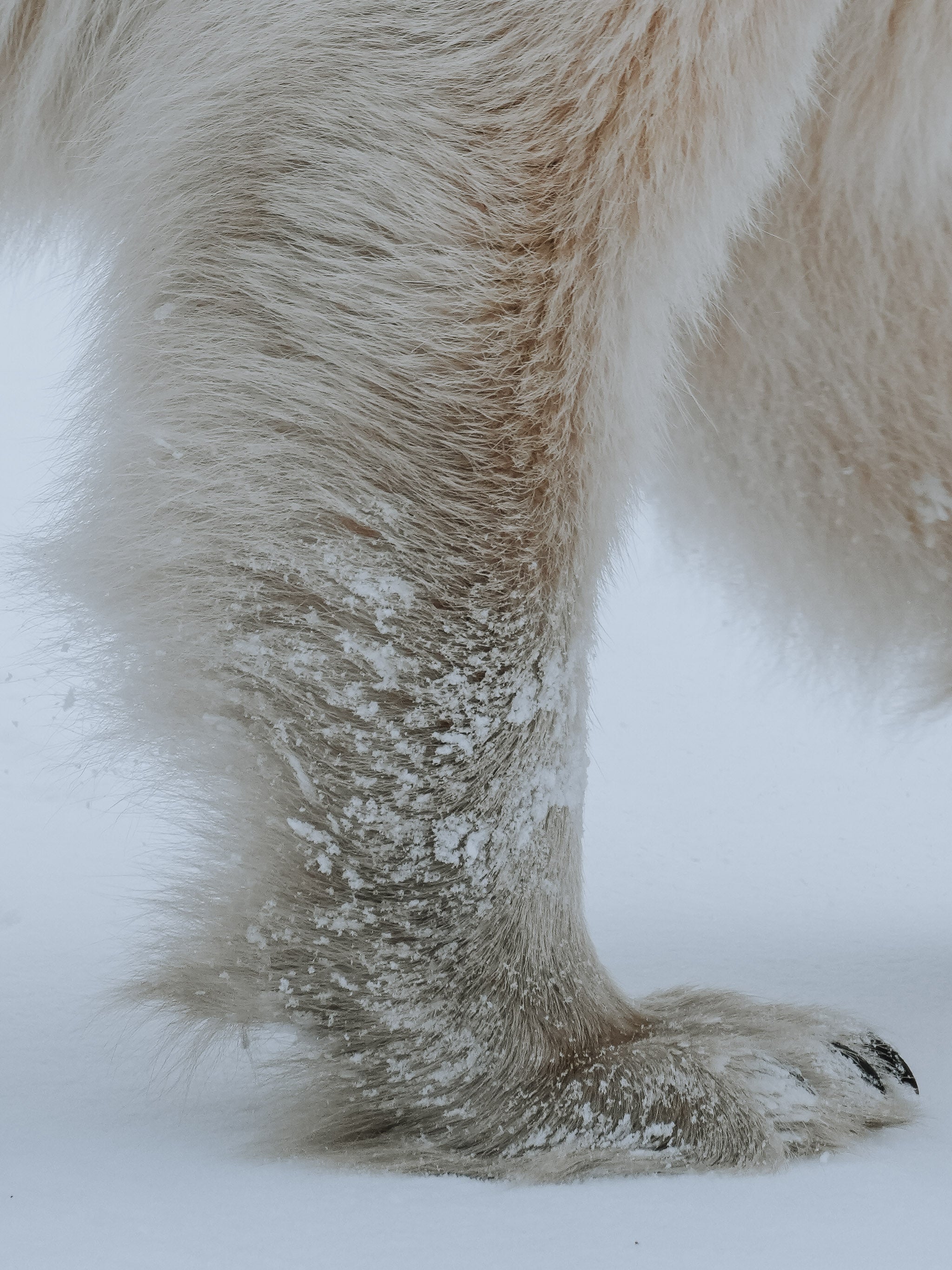 Close-up of polar bear leg and paw Close-up of polar bear leg and paw