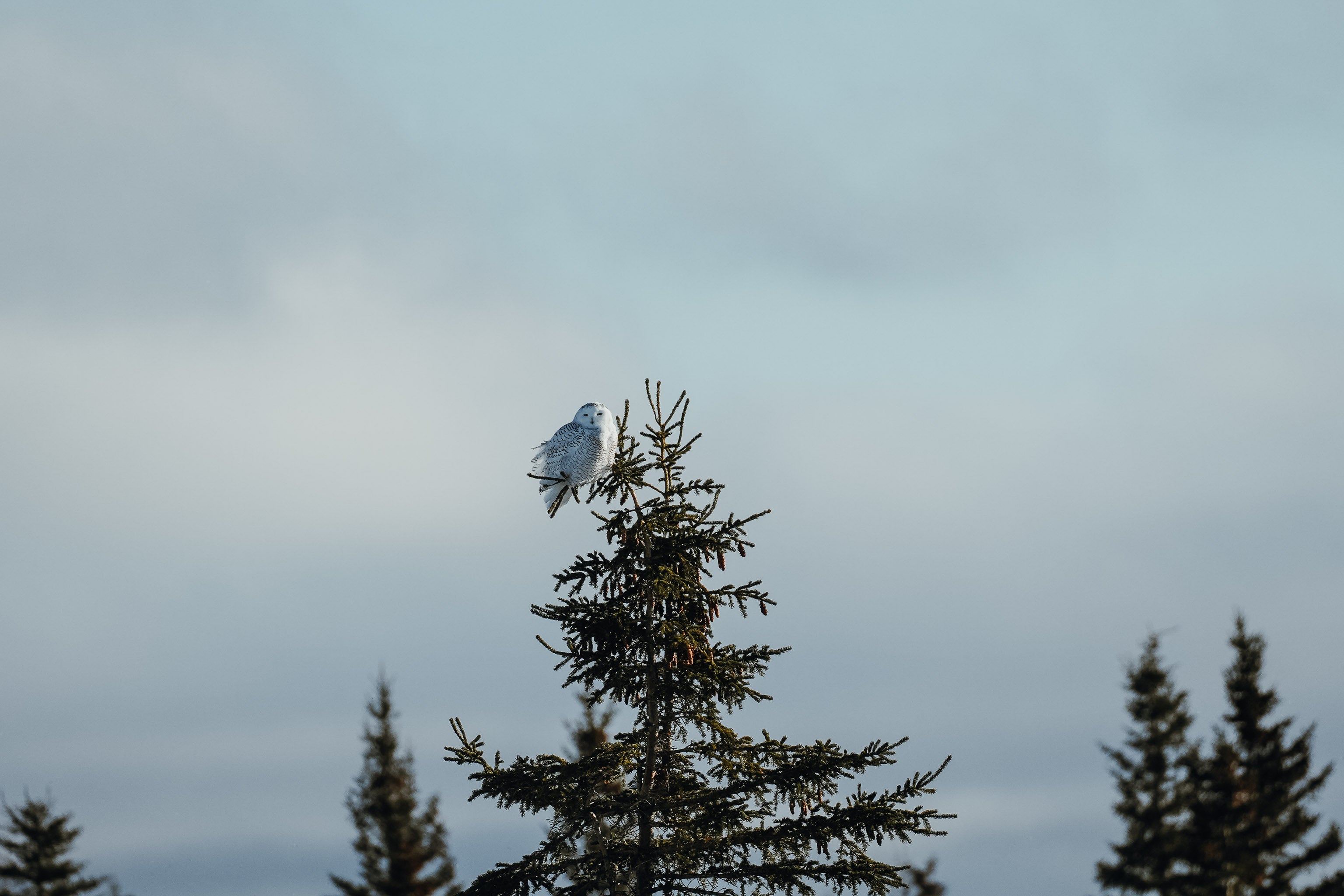 Snowy owl sitting at the top of pine tree Snowy owl sitting at the top of pine tree