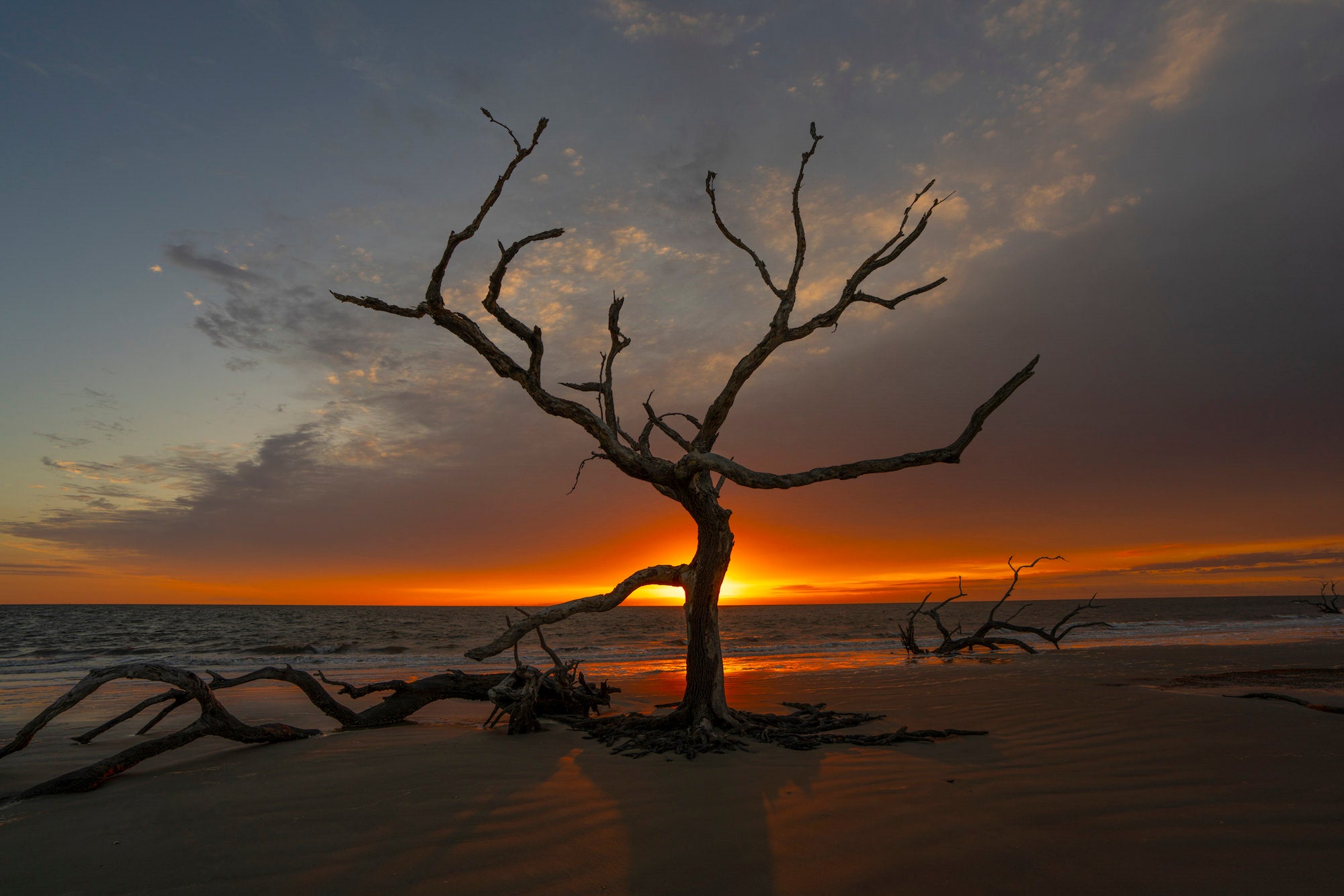 Silhouette of a driftwood tree on a beach at sunrise, glowing horizon over calm surf.