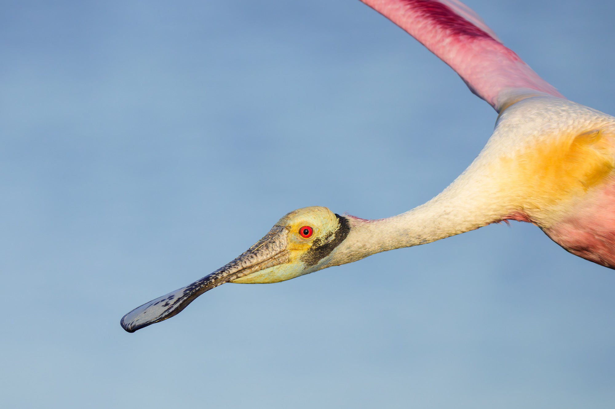 Roseate Spoonbill in flight captured in striking close-up, its distinctive spatula-shaped bill and vivid red eye sharp against a clear blue sky. Photo by Arthur Morris.