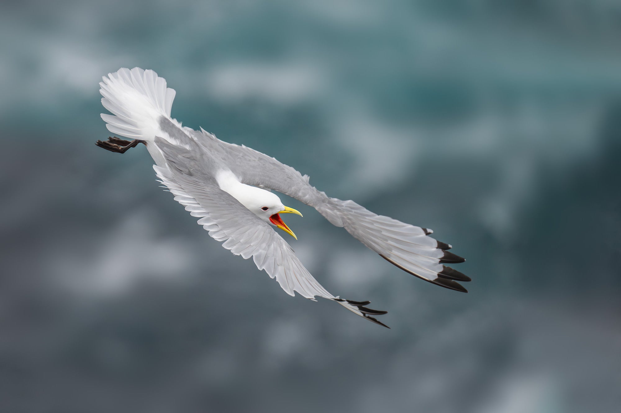 A gull calls out in full-winged flight, its bright yellow bill open and black-tipped wings extended against a moody blue-grey ocean background. Photo by Arthur Morris.