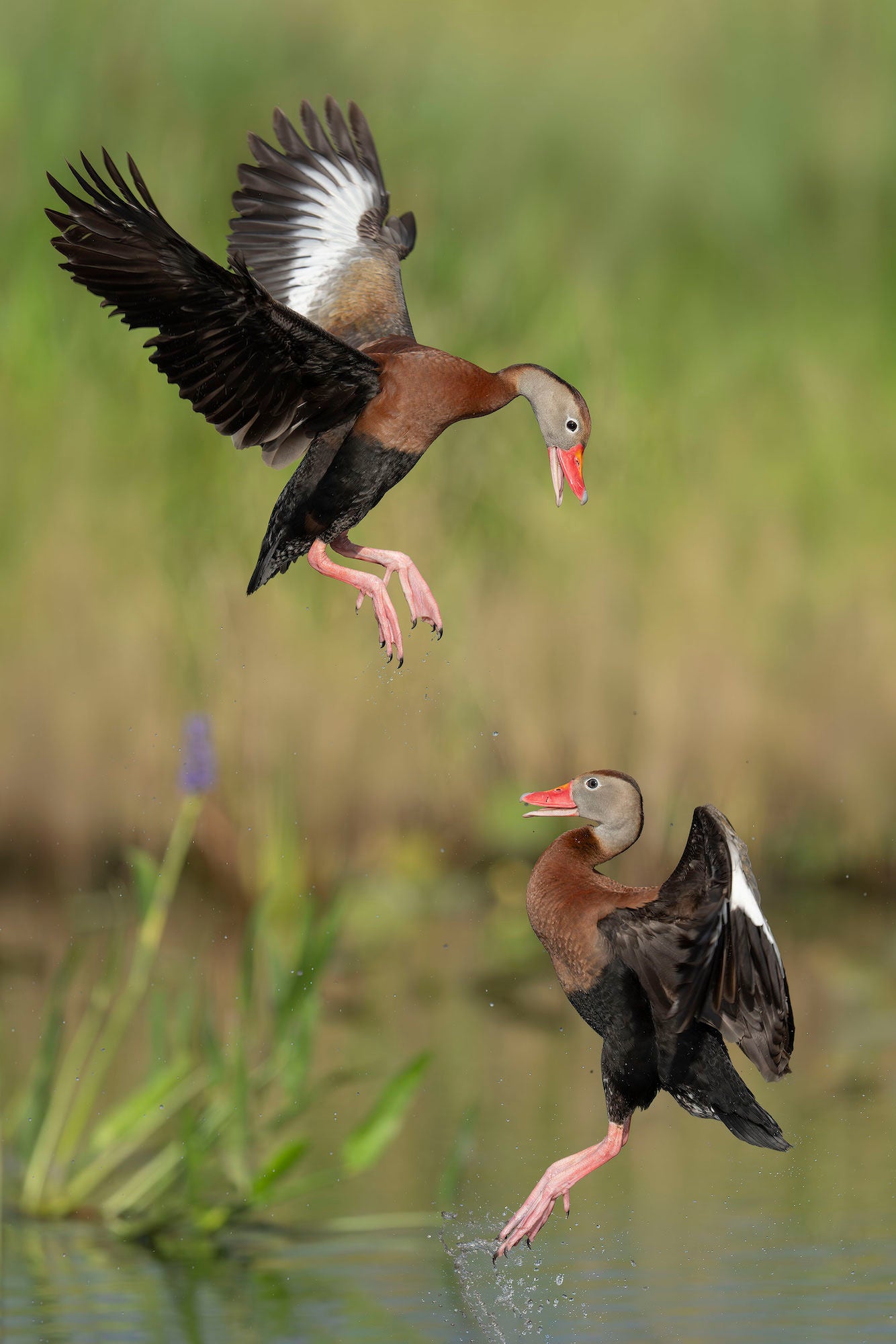 Two Black-bellied Whistling Ducks clash mid-air over a marsh, wings thrown wide and bills open in a dramatic vertical confrontation. Photo by Arthur Morris.