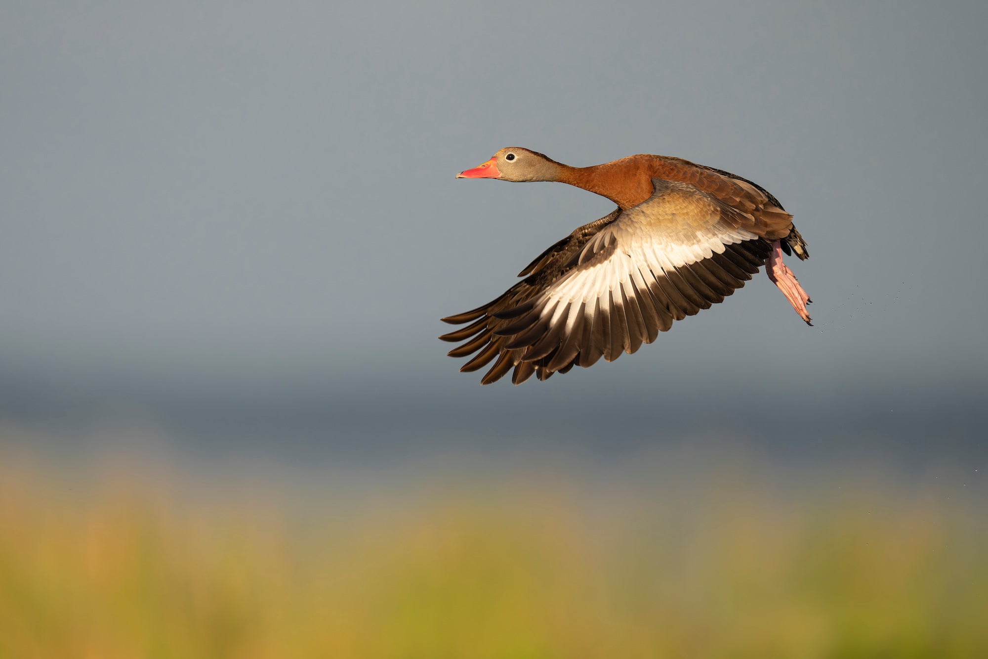 Black-bellied Whistling Duck soars in warm golden-hour light, its chestnut plumage and white wing patches glowing against a soft blue-grey sky. Photo by Arthur Morris.