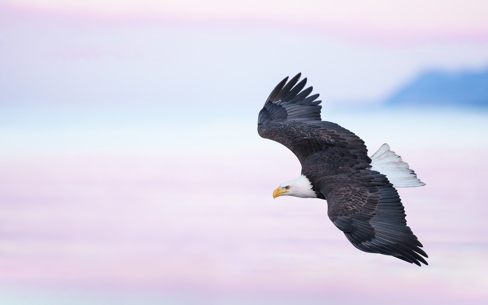 Bald Eagle soars effortlessly against a pastel pink and lavender sky, its dark wings spread wide with a mountain silhouette in the distance. Photo by Arthur Morris.