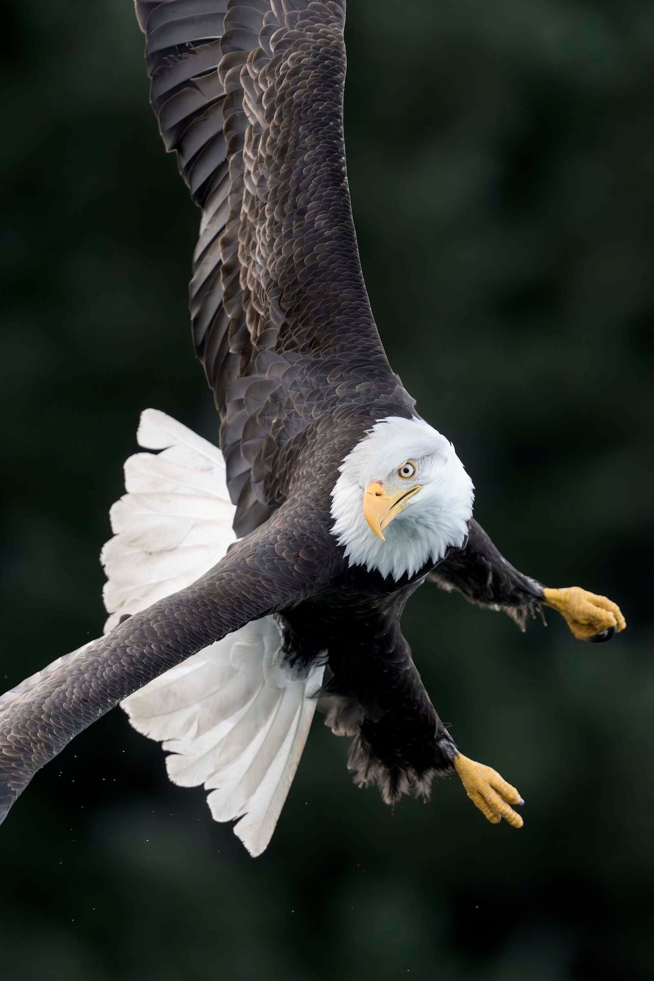 Bald Eagle banks sharply toward the camera with talons extended, its fierce gaze and full wingspan filling the frame against a dark forest backdrop. Photo by Arthur Morris.