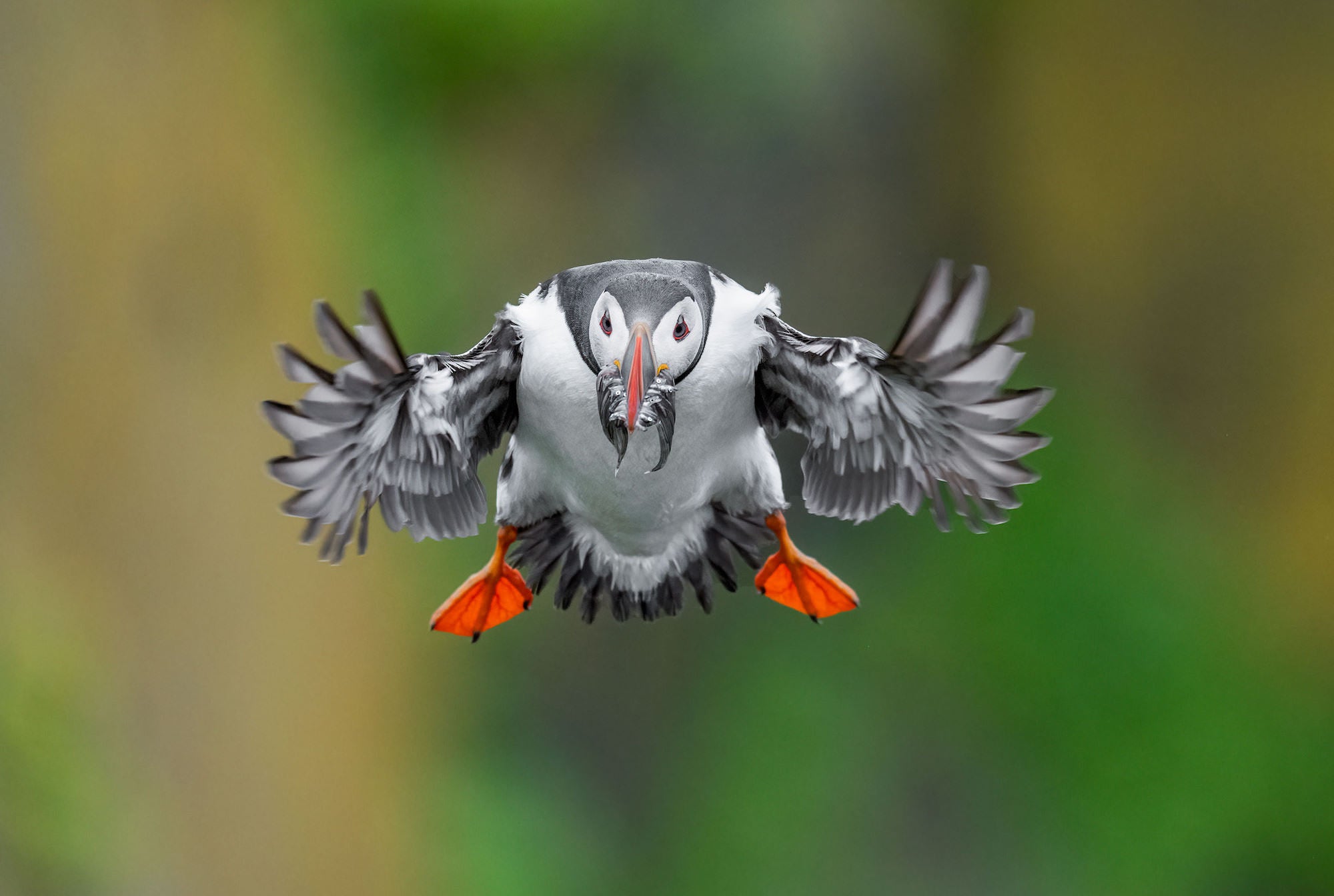 Atlantic Puffin flies directly toward the camera carrying a catch of fish, its colorful bill and orange feet vivid against a soft green bokeh background. Photo by Arthur Morris.