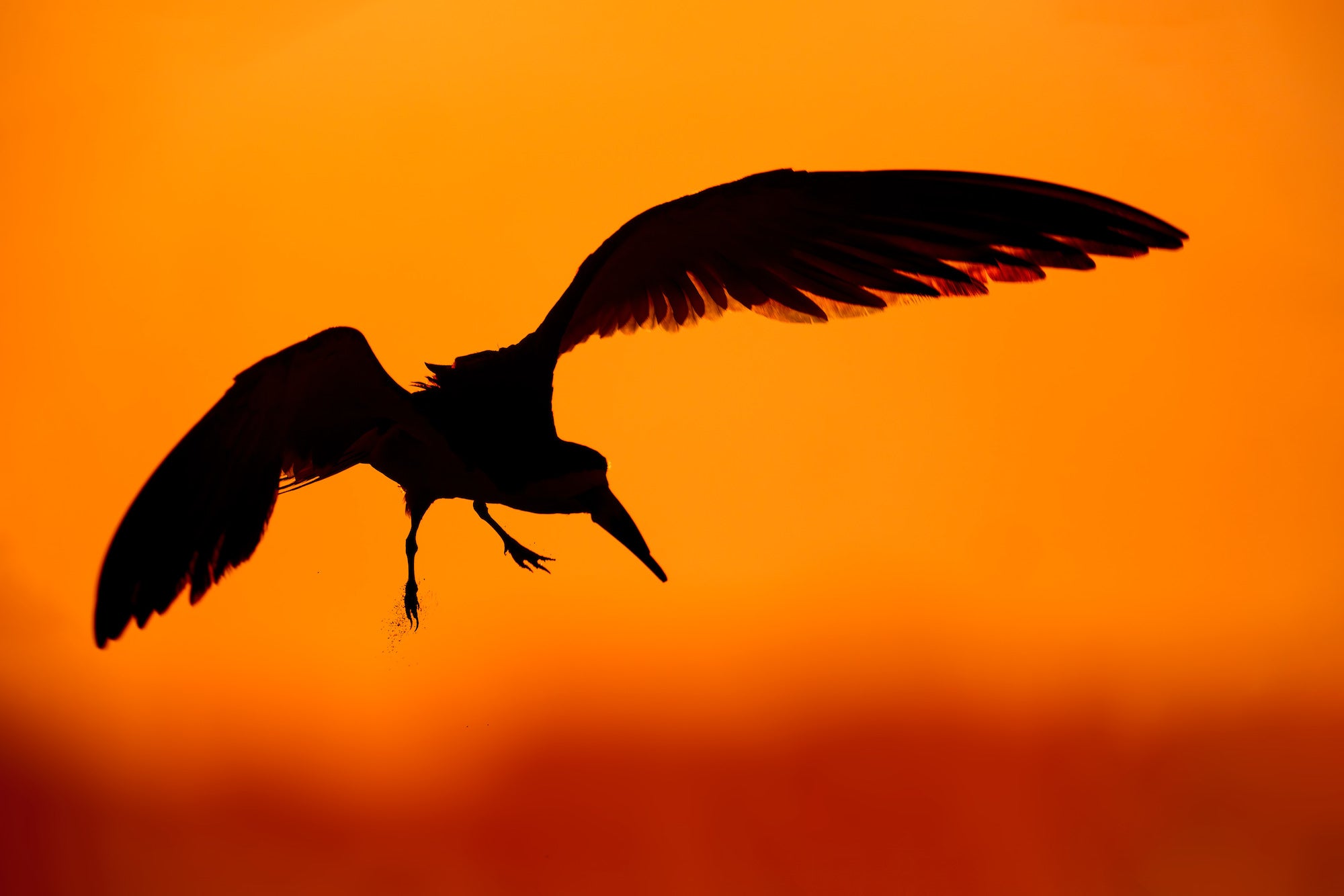 Large wading bird silhouetted in dramatic landing pose against a vivid solid orange sunset sky, legs dangling and wings arched wide. Photo by Arthur Morris.
