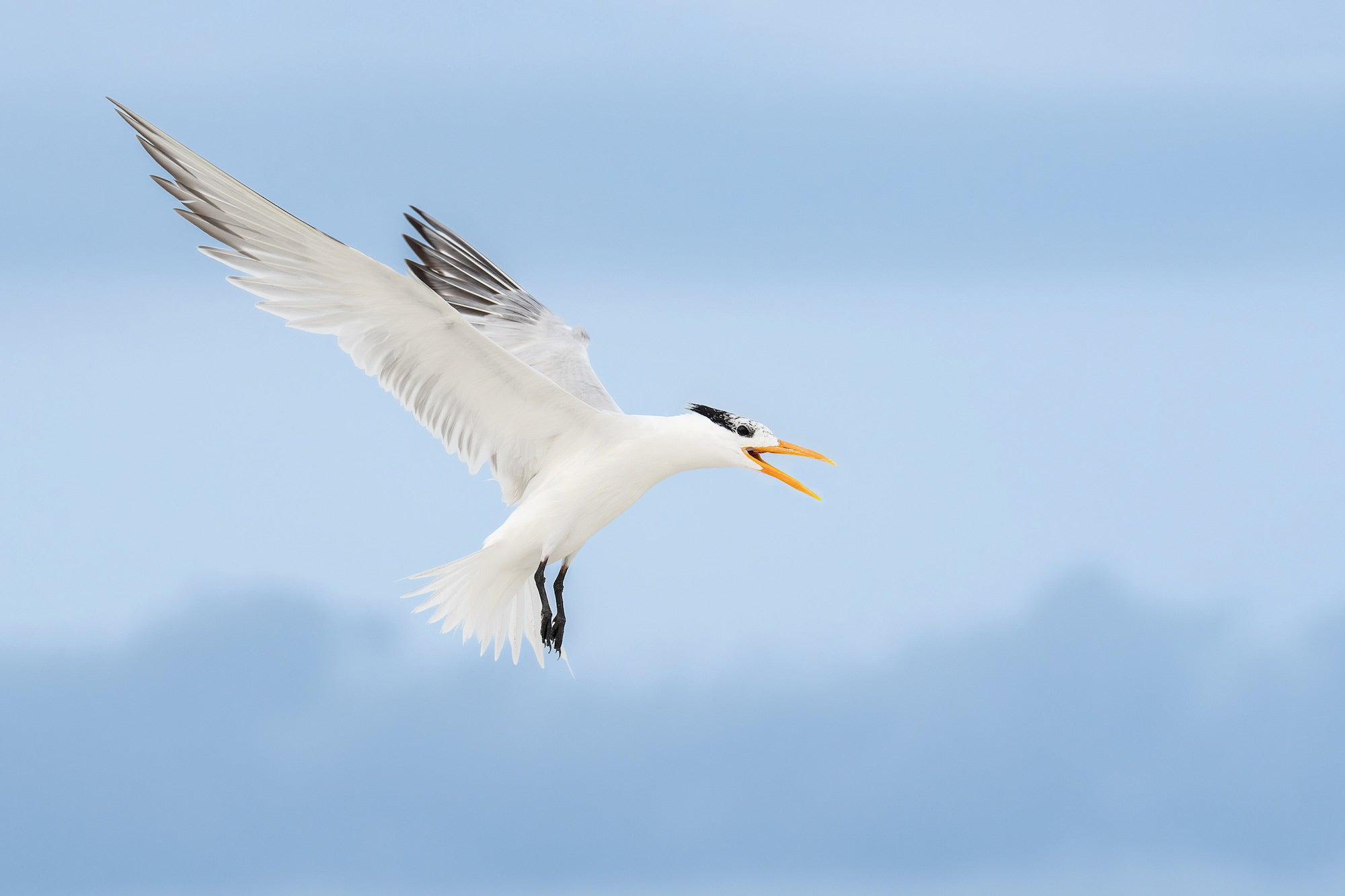 Royal Tern in mid-flight with bill open wide, its bright orange-yellow bill and black crest sharp against a soft blue sky. Photo by Arthur Morris.