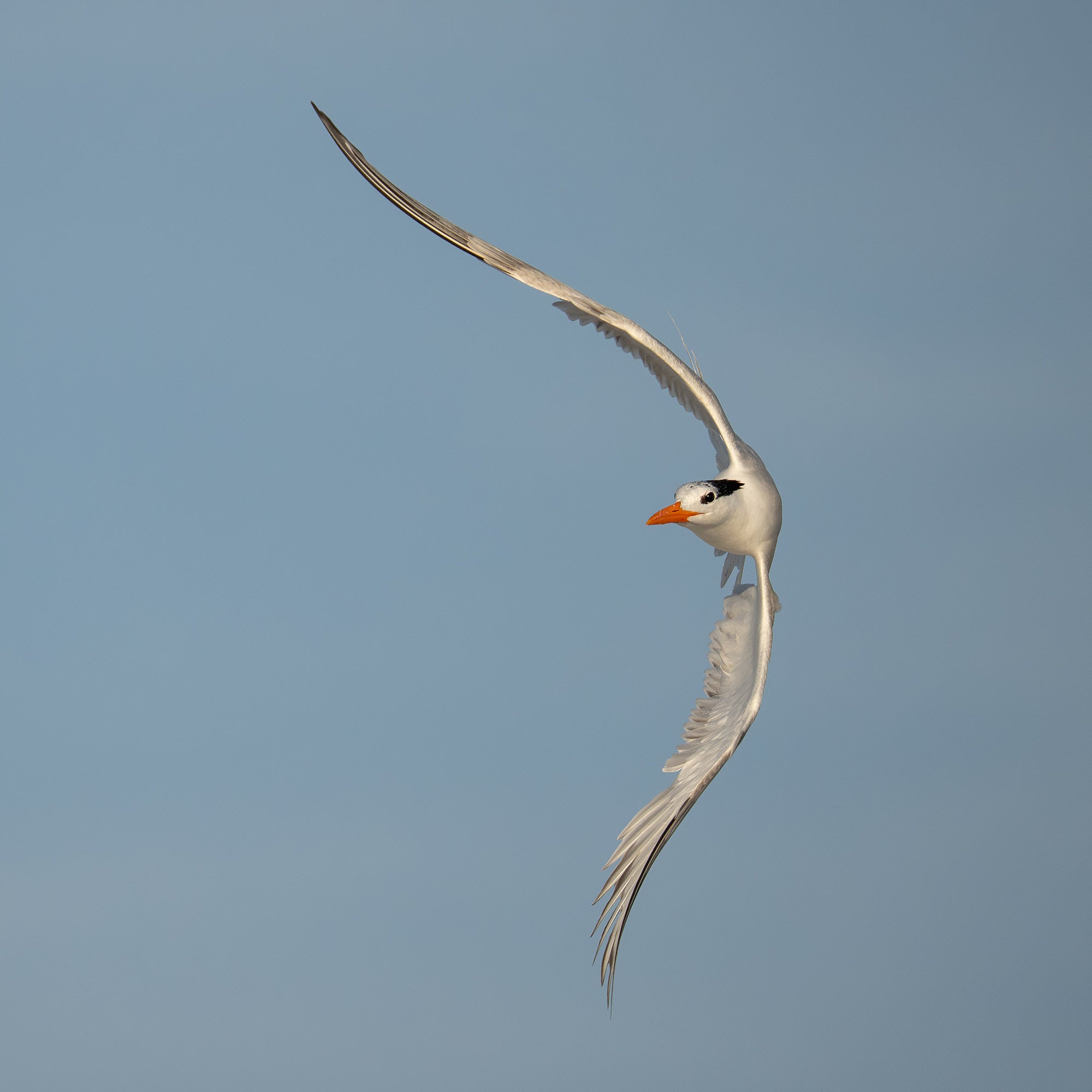 Royal Tern banks gracefully in flight, its elegant long wings arched and streamer tail trailing against a clean, hazy blue sky. Photo by Arthur Morris.