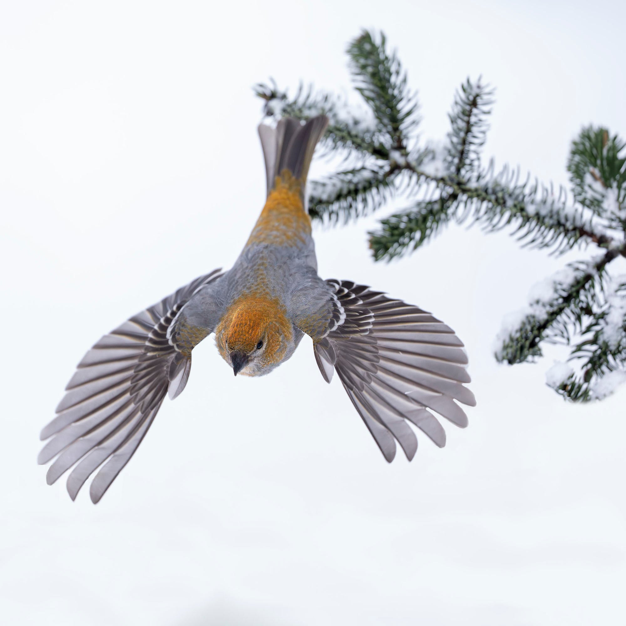 Female Pine Grosbeak photographed mid-flight with wings fully spread, its warm golden-orange plumage vivid against a snowy pine branch. Photo by Arthur Morris.