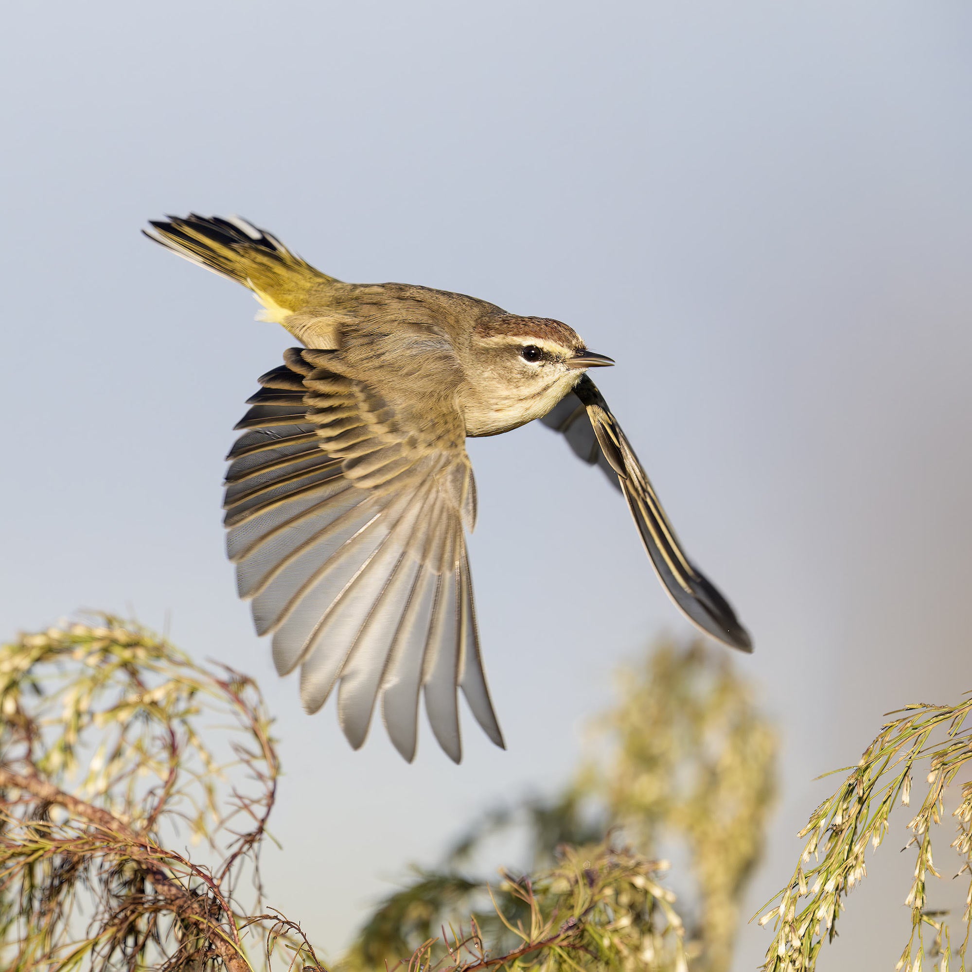 A Palm Warbler bursts into flight over blooming vegetation, wings fanned wide, captured in sharp detail against a soft blue sky. Photo by Arthur Morris.