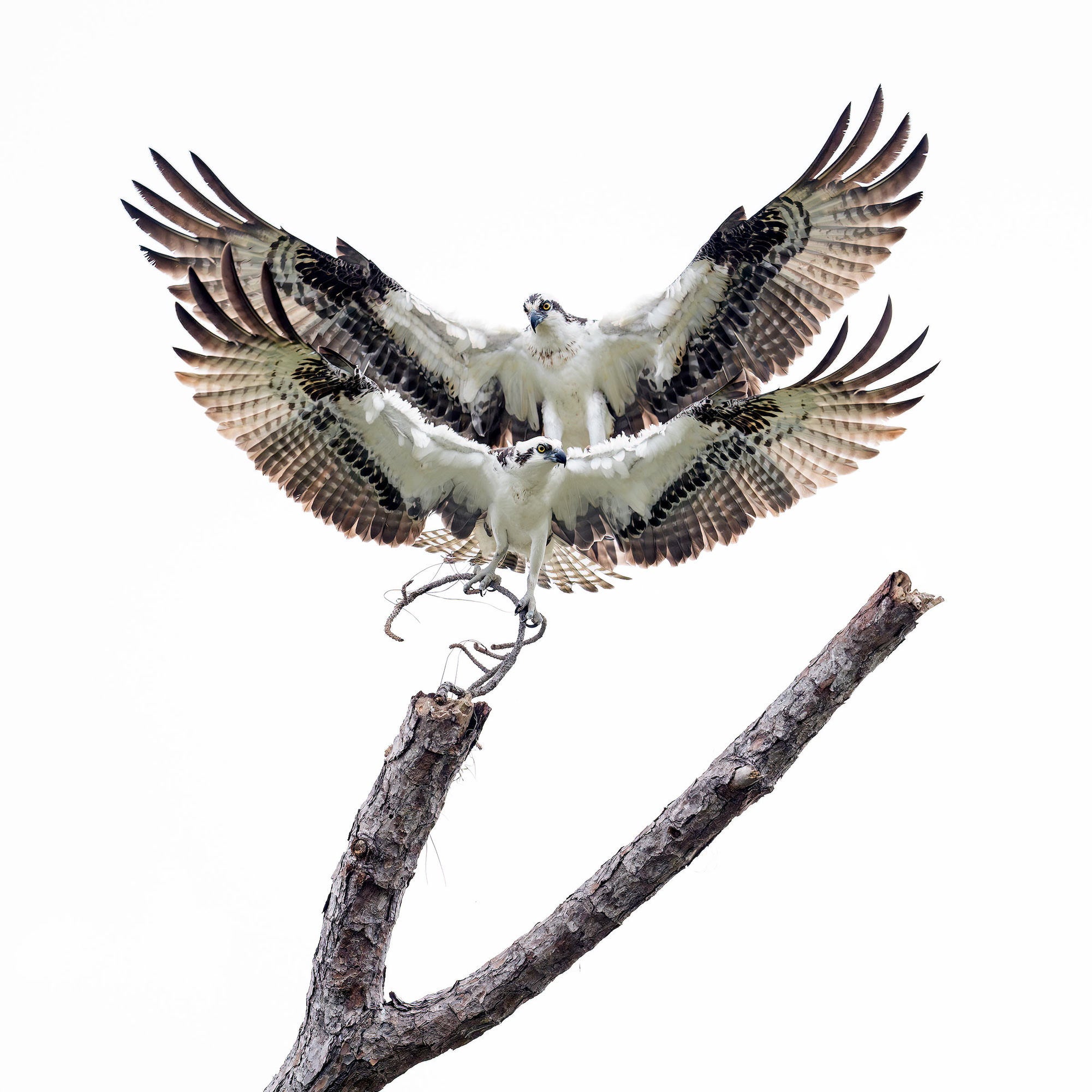 Two Ospreys caught in a dramatic mating display atop a bare snowy branch, wings spread wide against a clean white sky. Photo by Arthur Morris.
