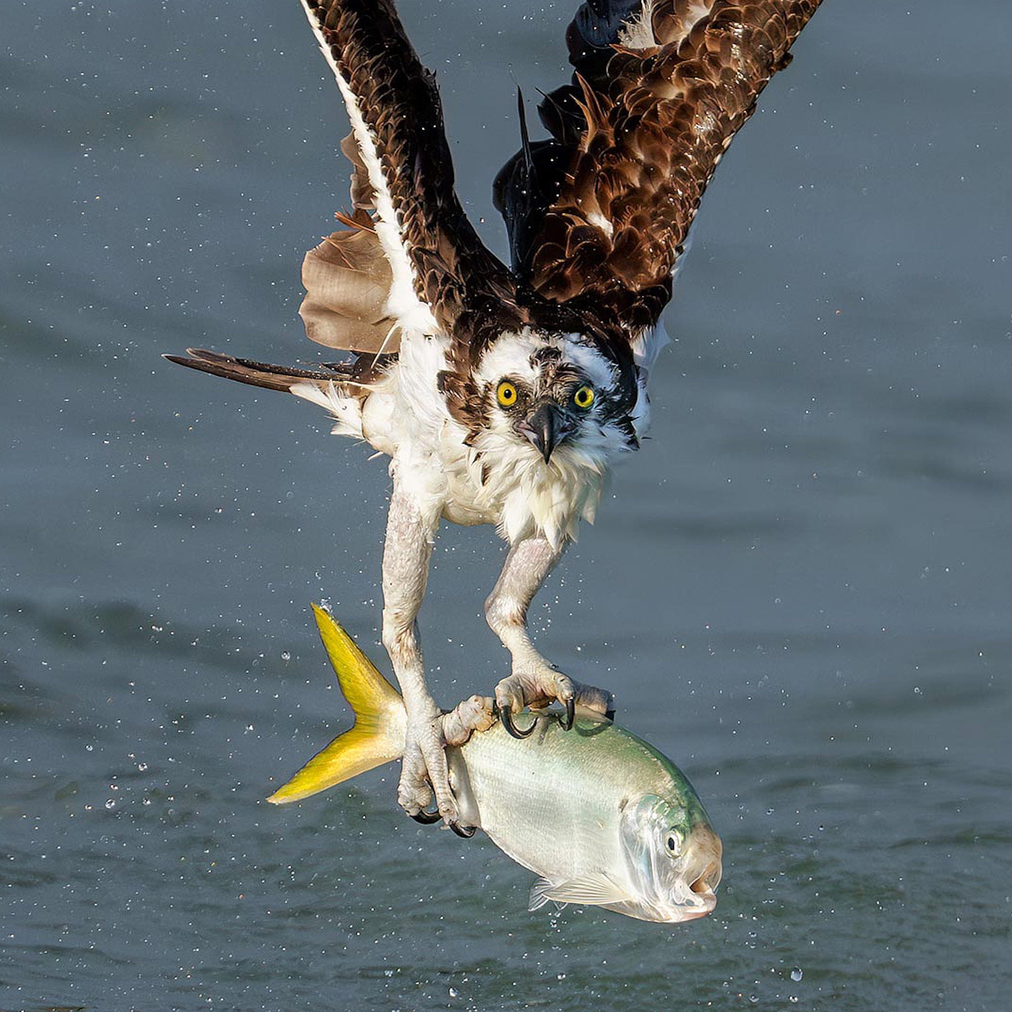 Osprey pulls a large pompano from the water in an explosive catch, its intense yellow eyes and wet plumage captured in stunning detail. Photo by Arthur Morris.