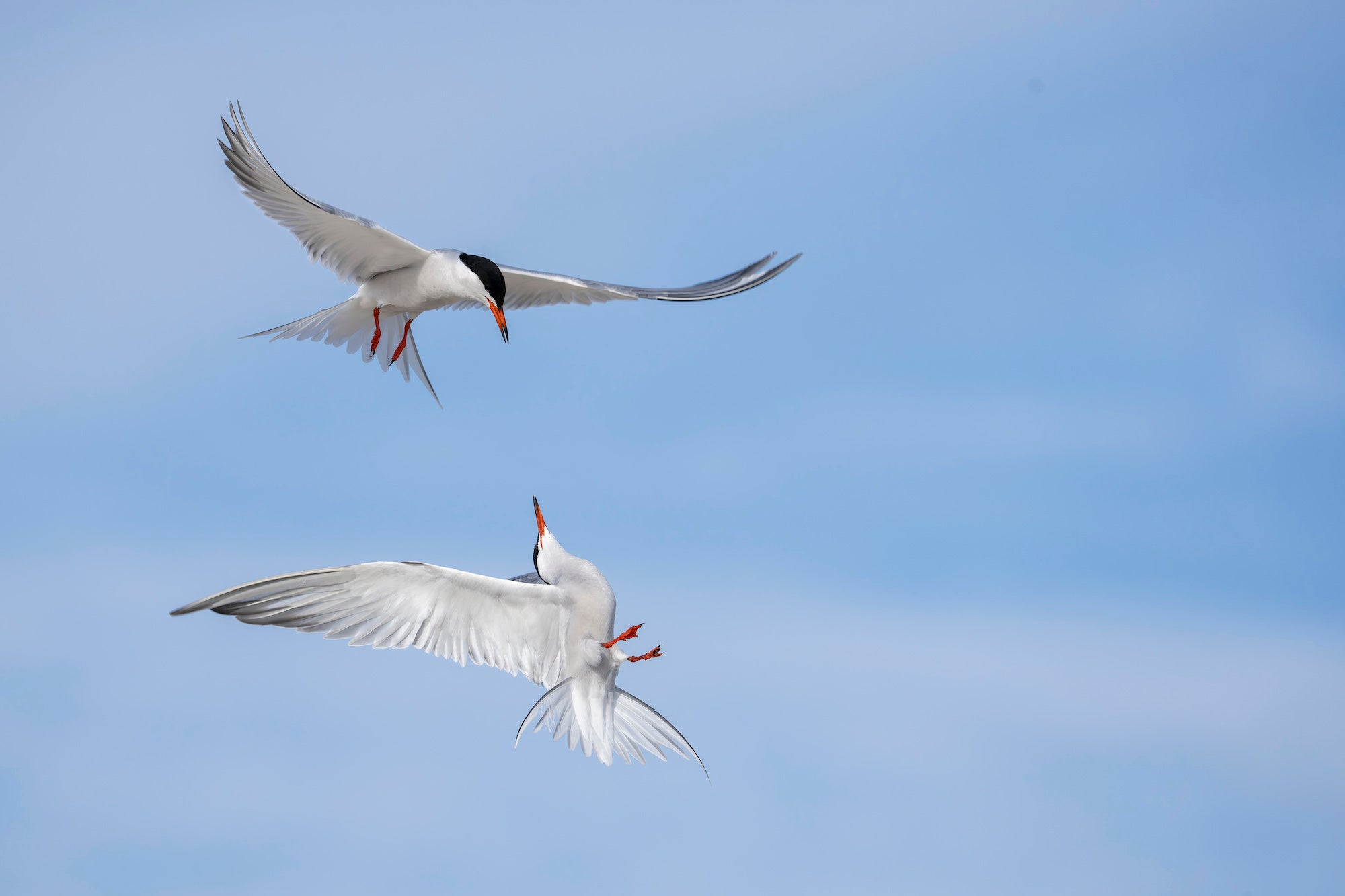 Two Common Terns engage mid-air against an open blue sky, their forked tails and orange-red bills captured in sharp, dynamic flight. Photo by Arthur Morris.