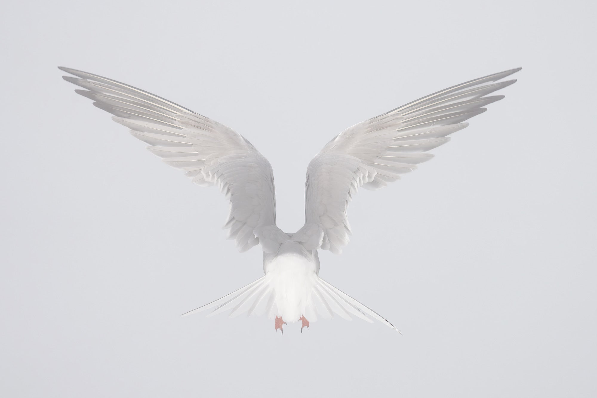 Arctic Tern photographed from below in near-perfect symmetry, wings raised in a wide V against a soft, misty white sky. Photo by Arthur Morris.
