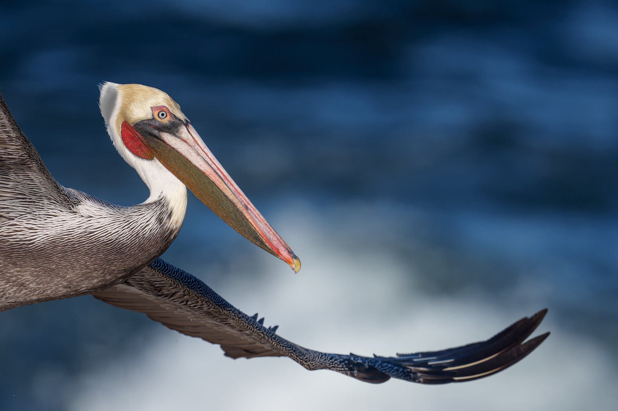 Brown Pelican in close-up flight showing striking breeding plumage, its colorful bill pouch and iridescent wing feathers set against deep blue ocean. Photo by Arthur Morris.