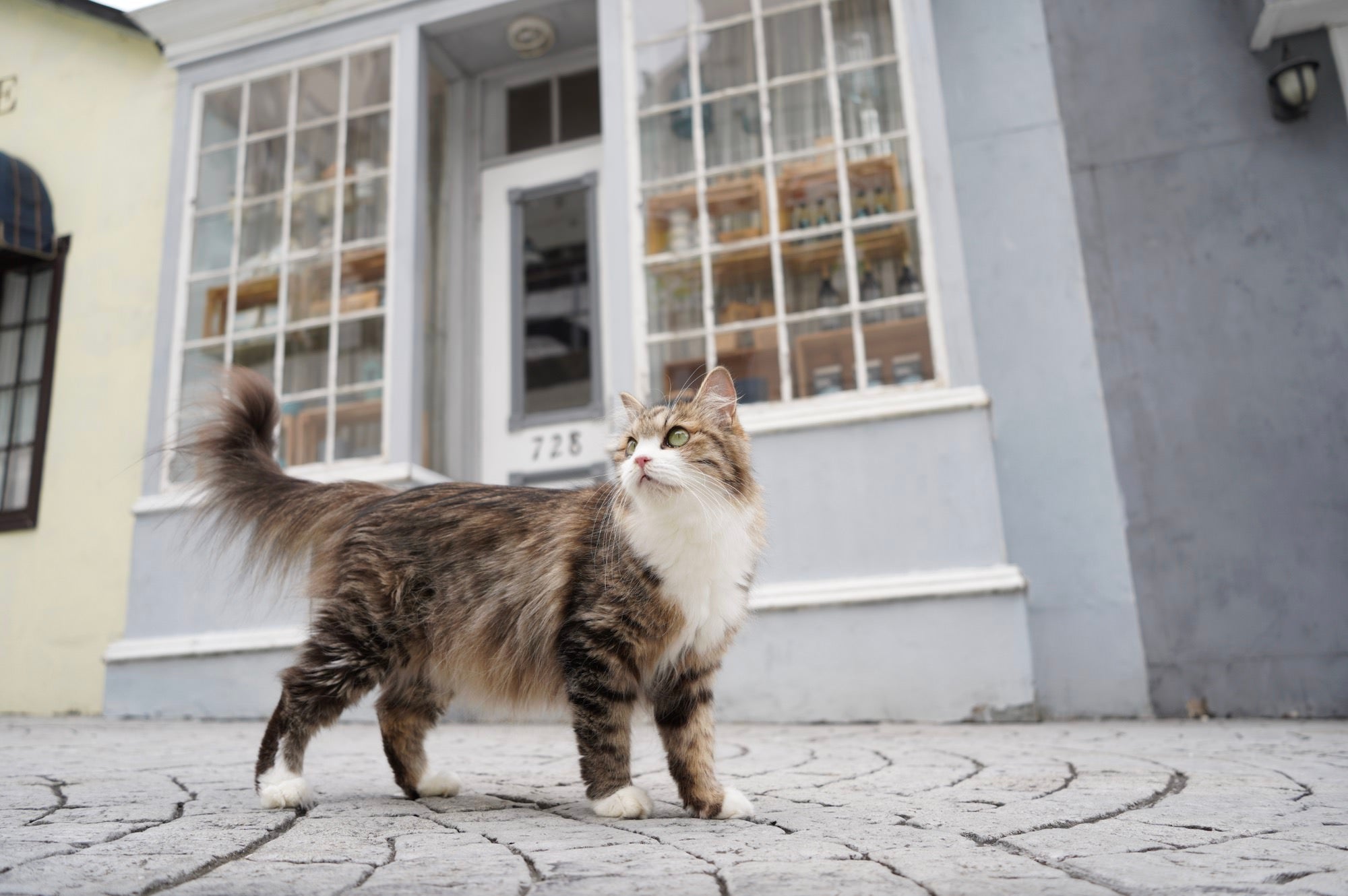 Long-haired tabby cat standing on a cobblestone street in front of a storefront.