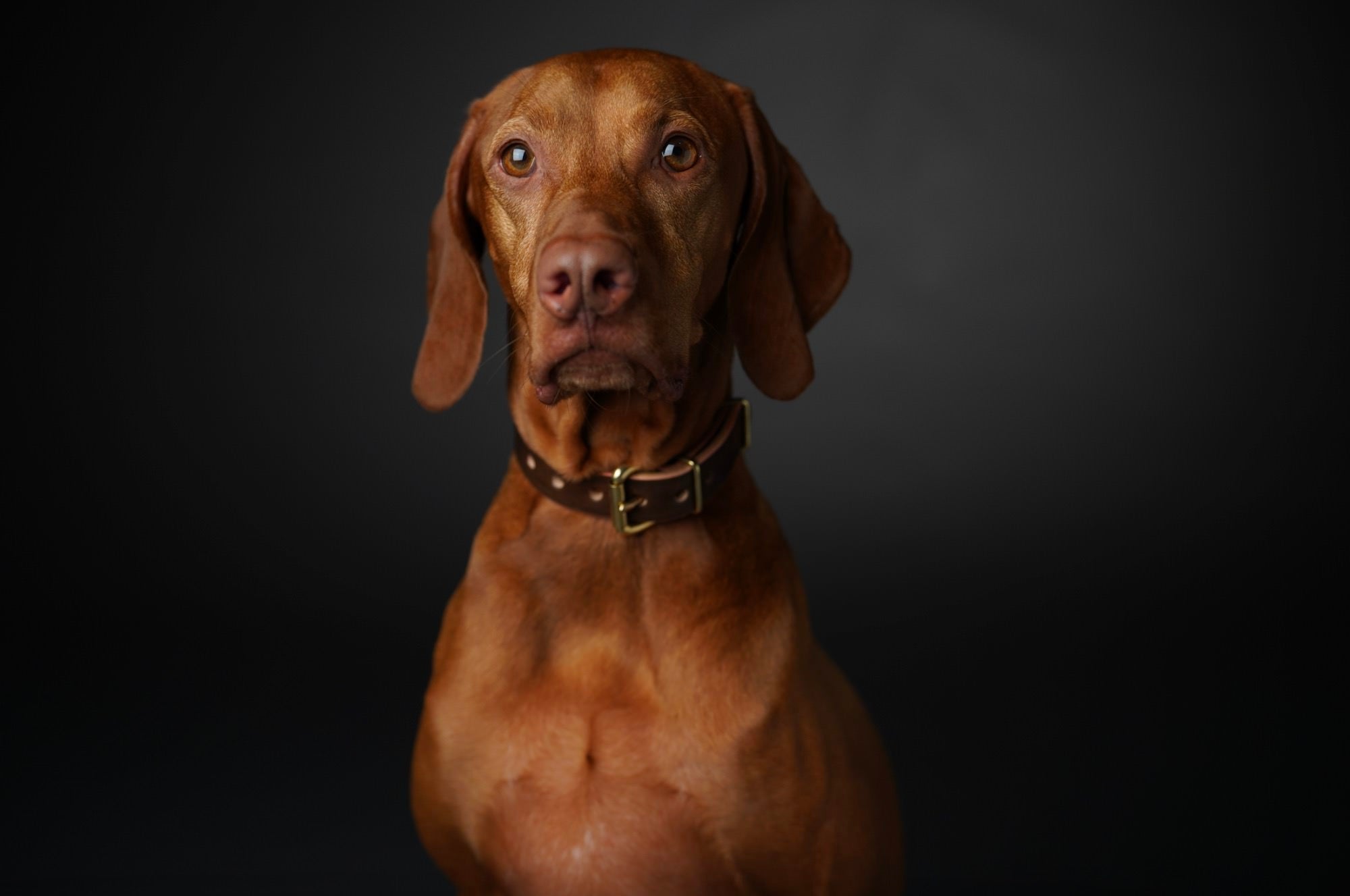 Brown dog wearing a leather collar poses against a dark studio background.