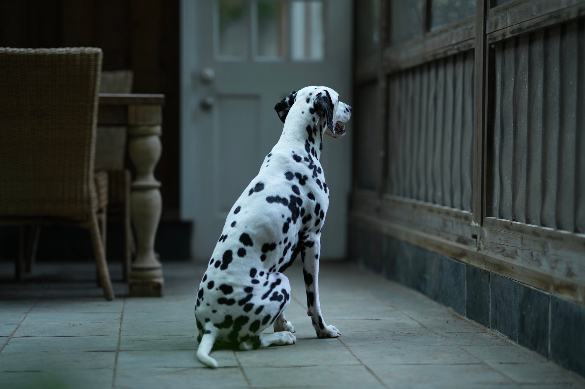 Dalmatian sitting indoors beside a glass door, looking outside.