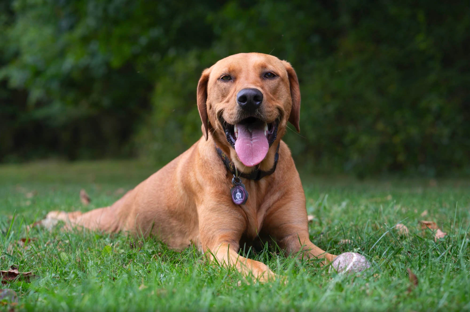 Golden retriever lying on grass with a ball, photographed by Colby Brown.