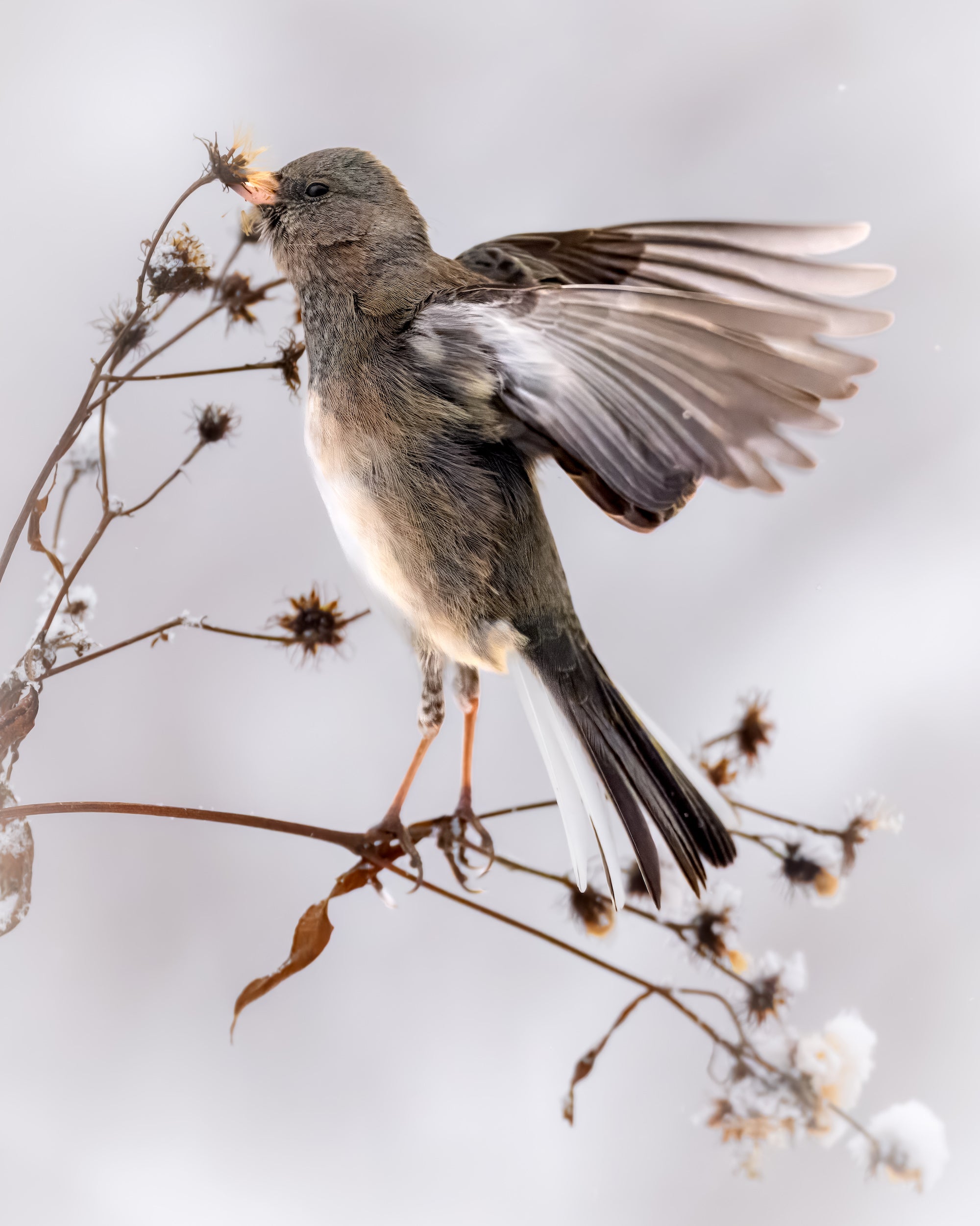 Small bird standing on branch