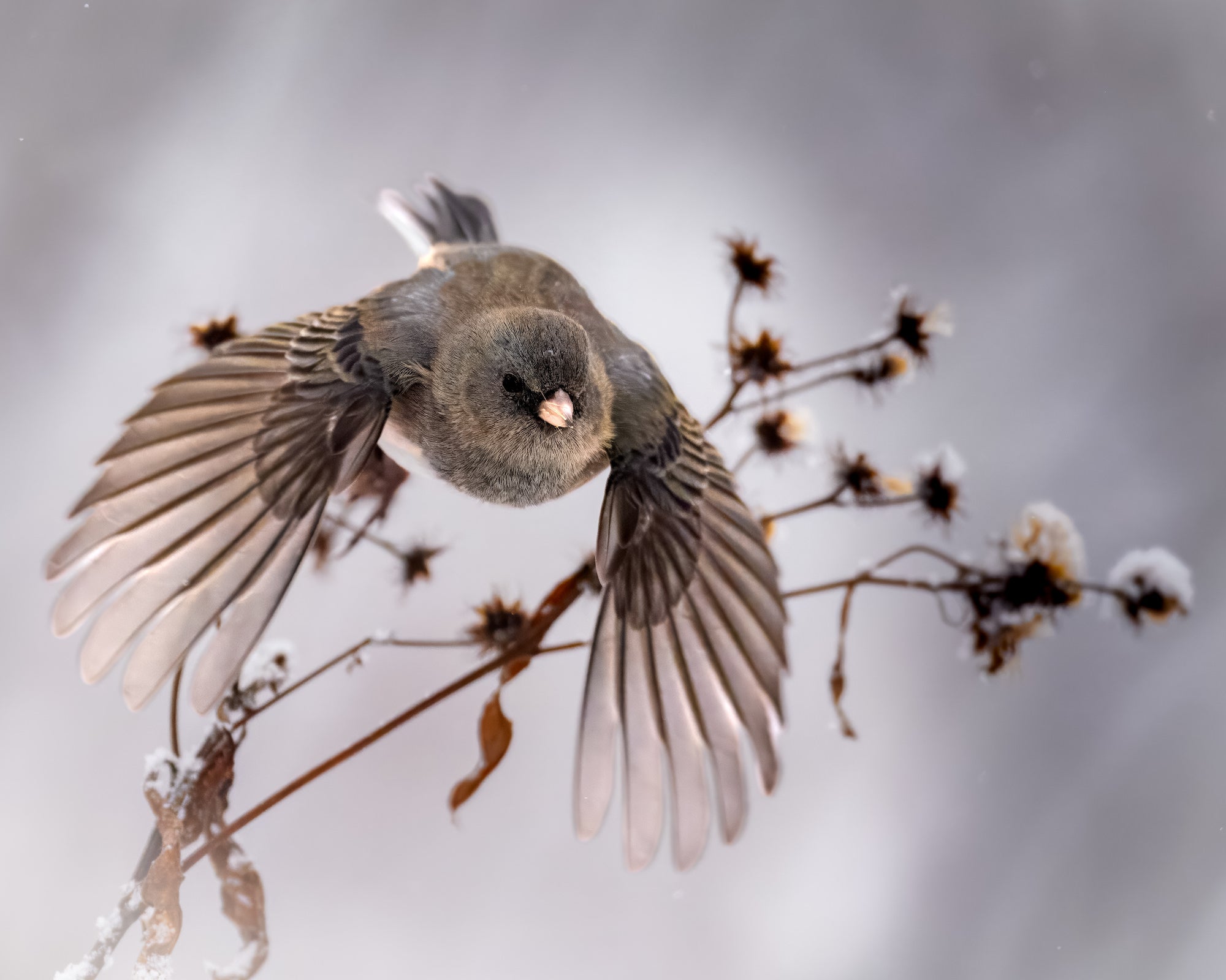 Small bird taking flight off of branch