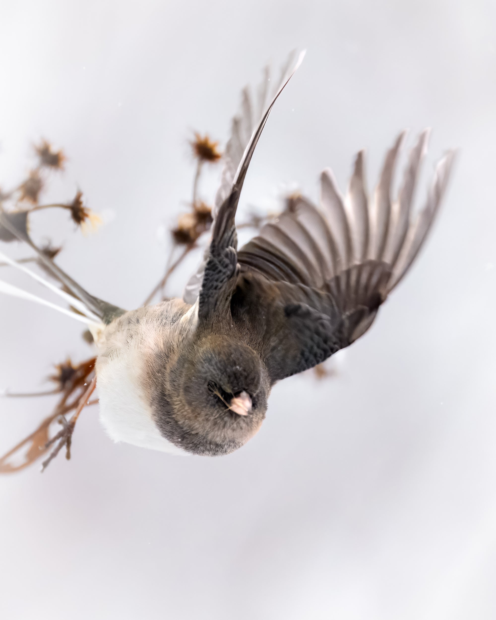 Small bird taking flight off of branch