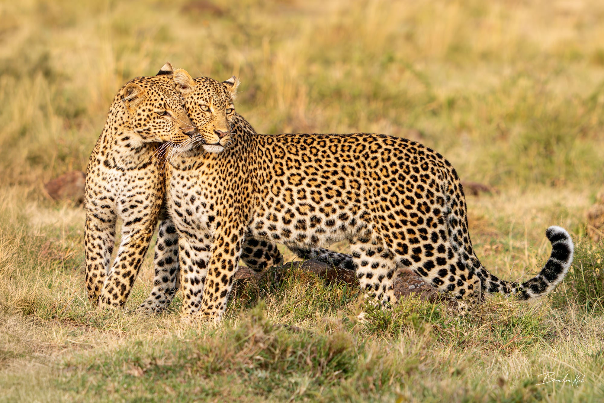 Two leopards nuzzling in Africa