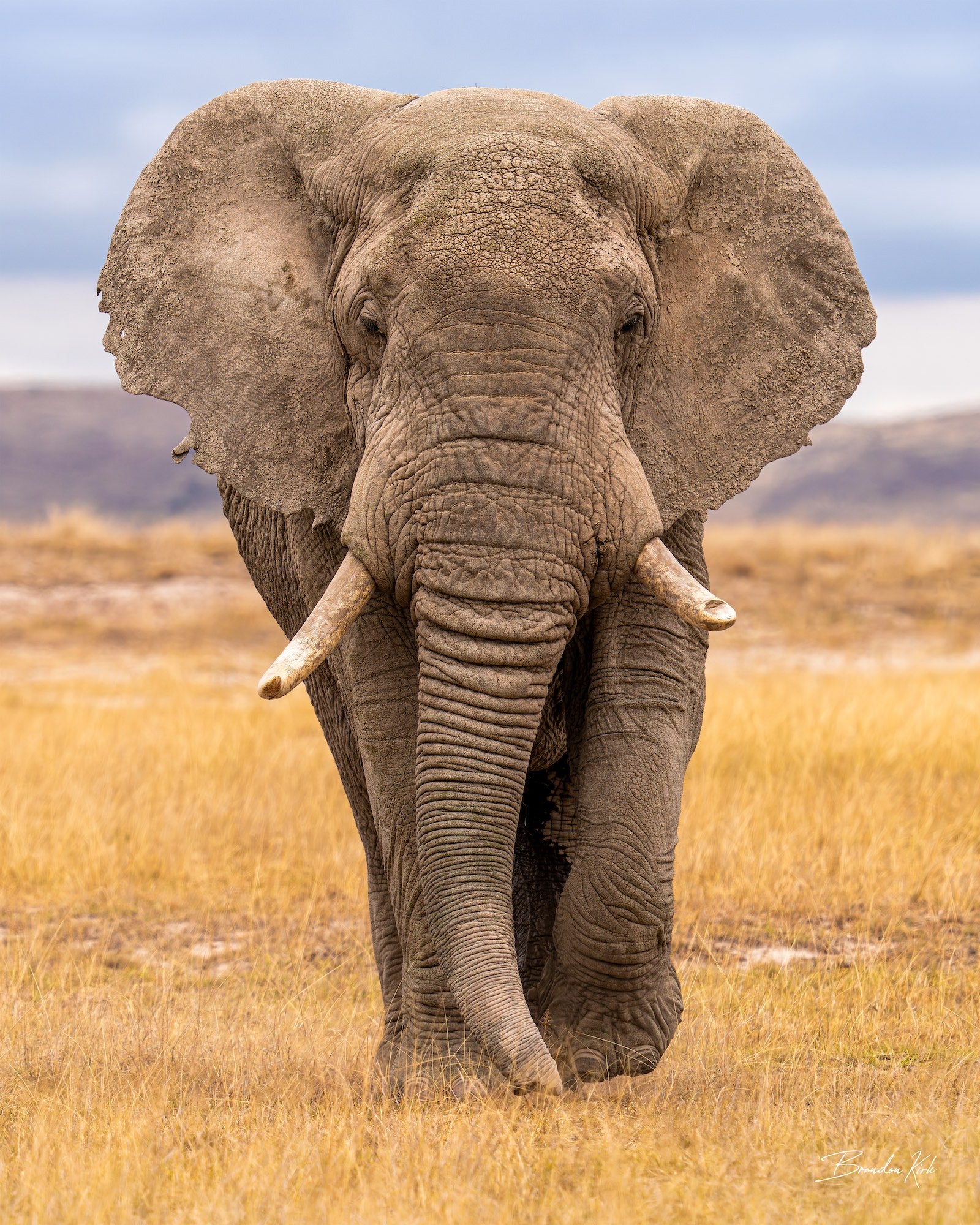 Large elephant