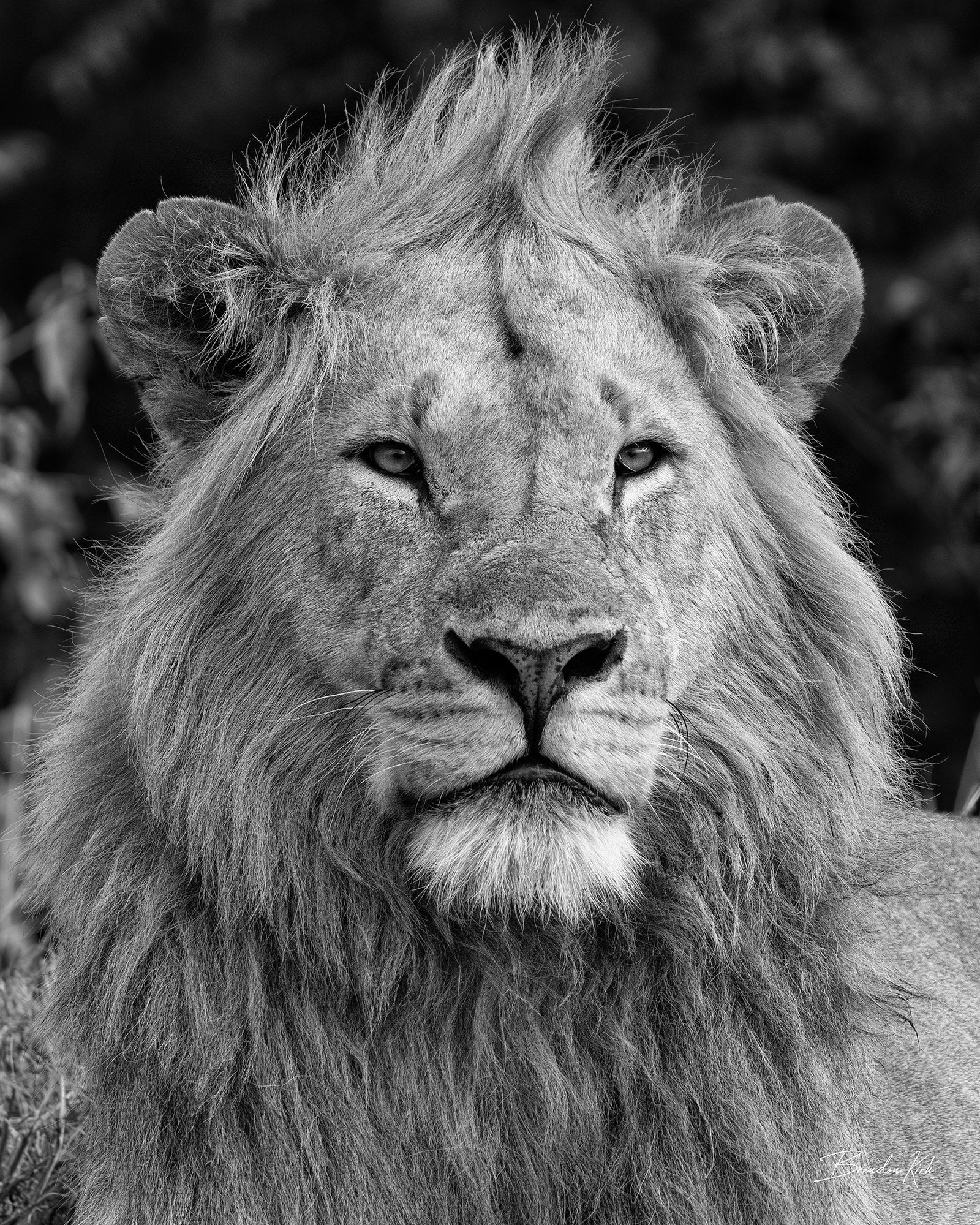 Black and white close-up photo of a male lion looking off into the distance
