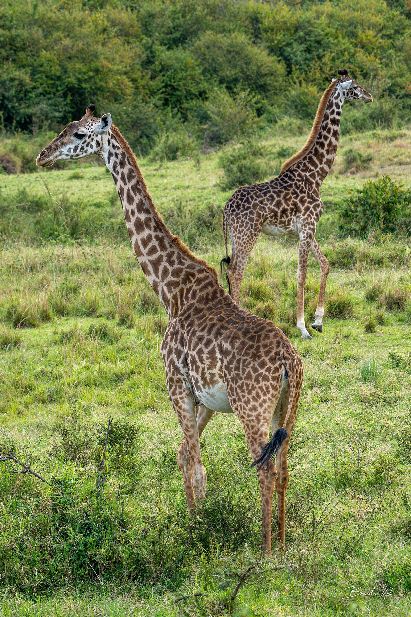 Two giraffes standing next to each other looking in opposite directions