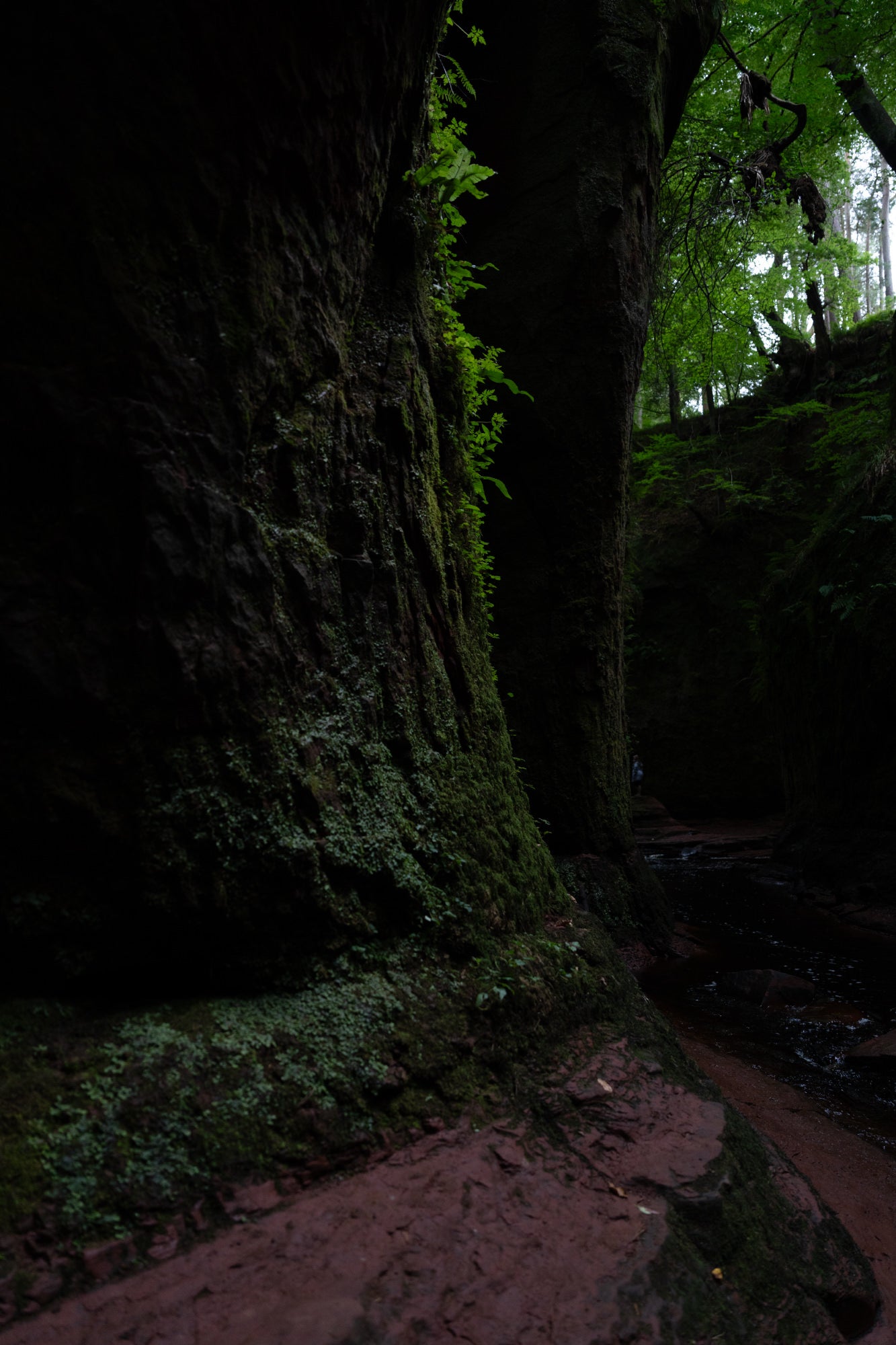 Mossy slot canyon with ferns and a shallow stream in low light.